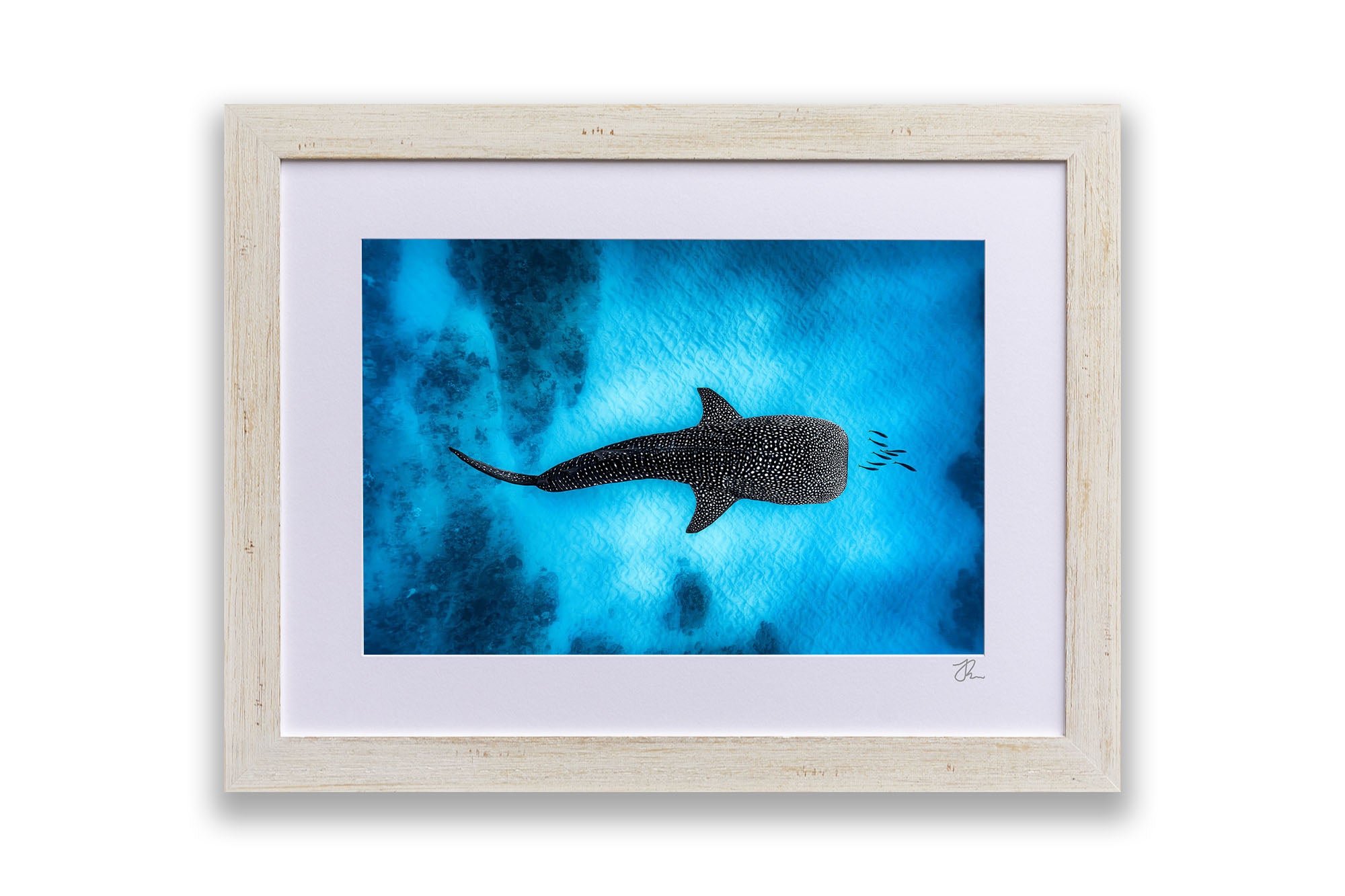 Landscape Whale Shark Dreams Ningaloo Reef