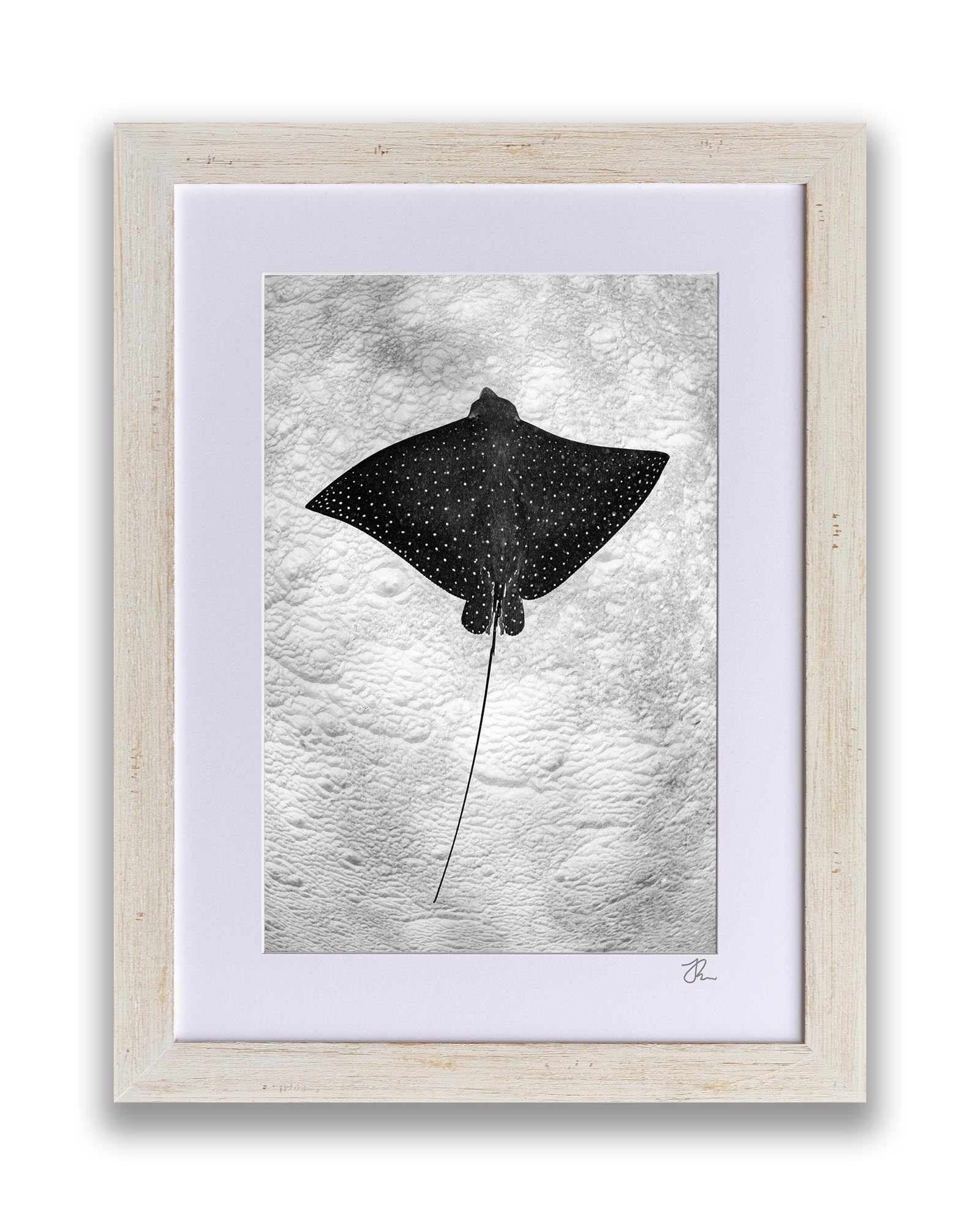 Spotted Eagle Ray | Vertical