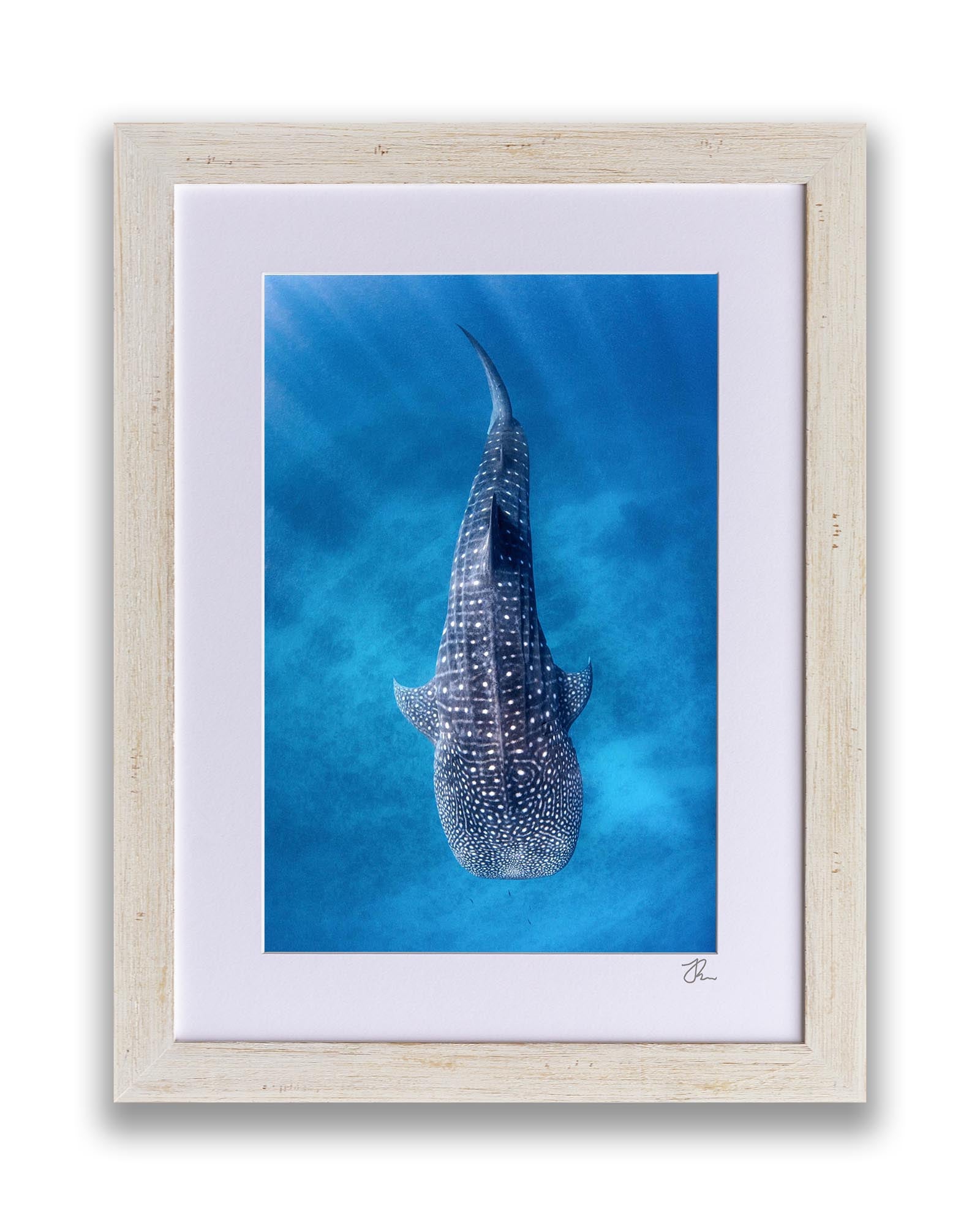 Whale Shark Clarity Ningaloo Reef