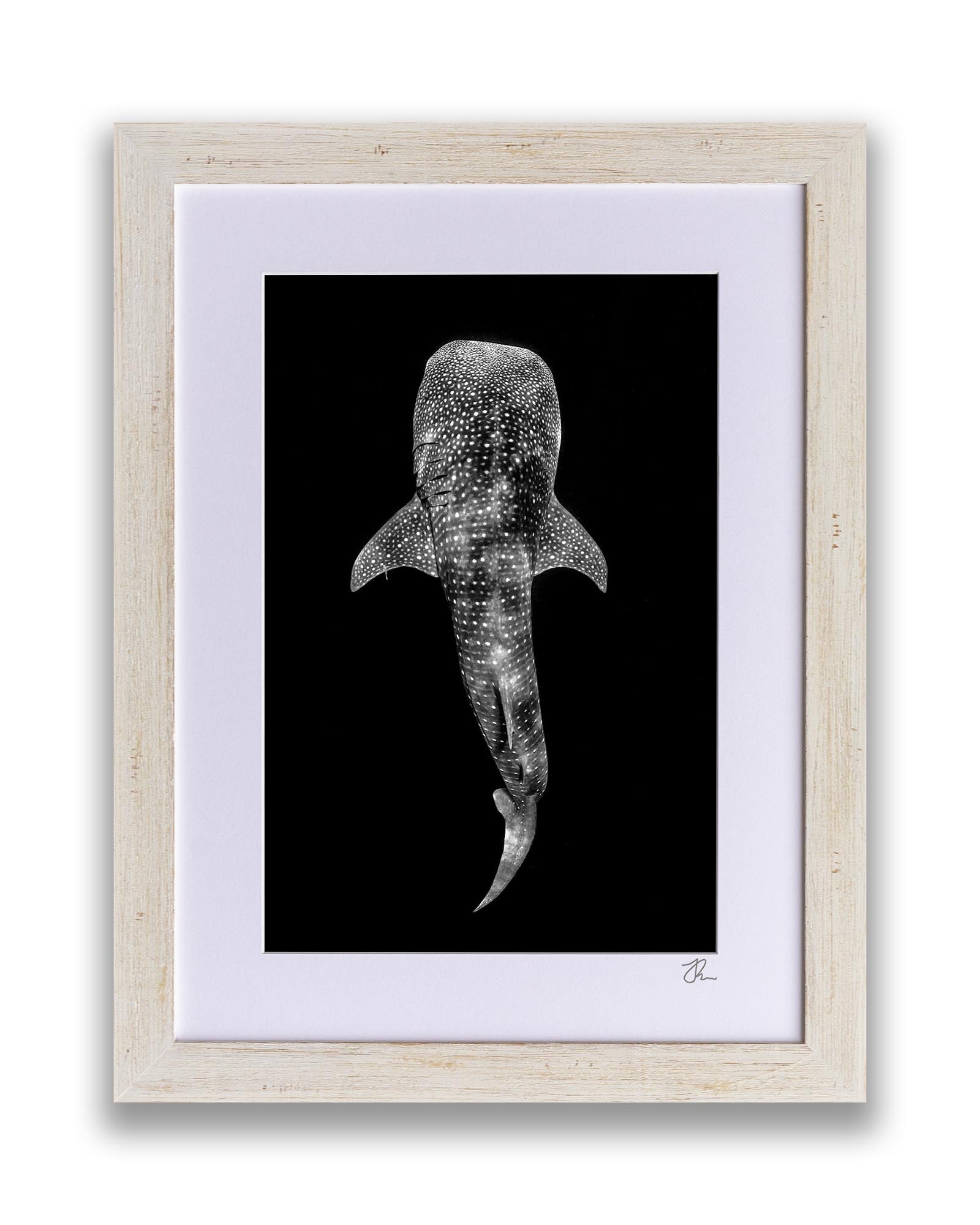 Whale Shark Ningaloo Reef | Vertical