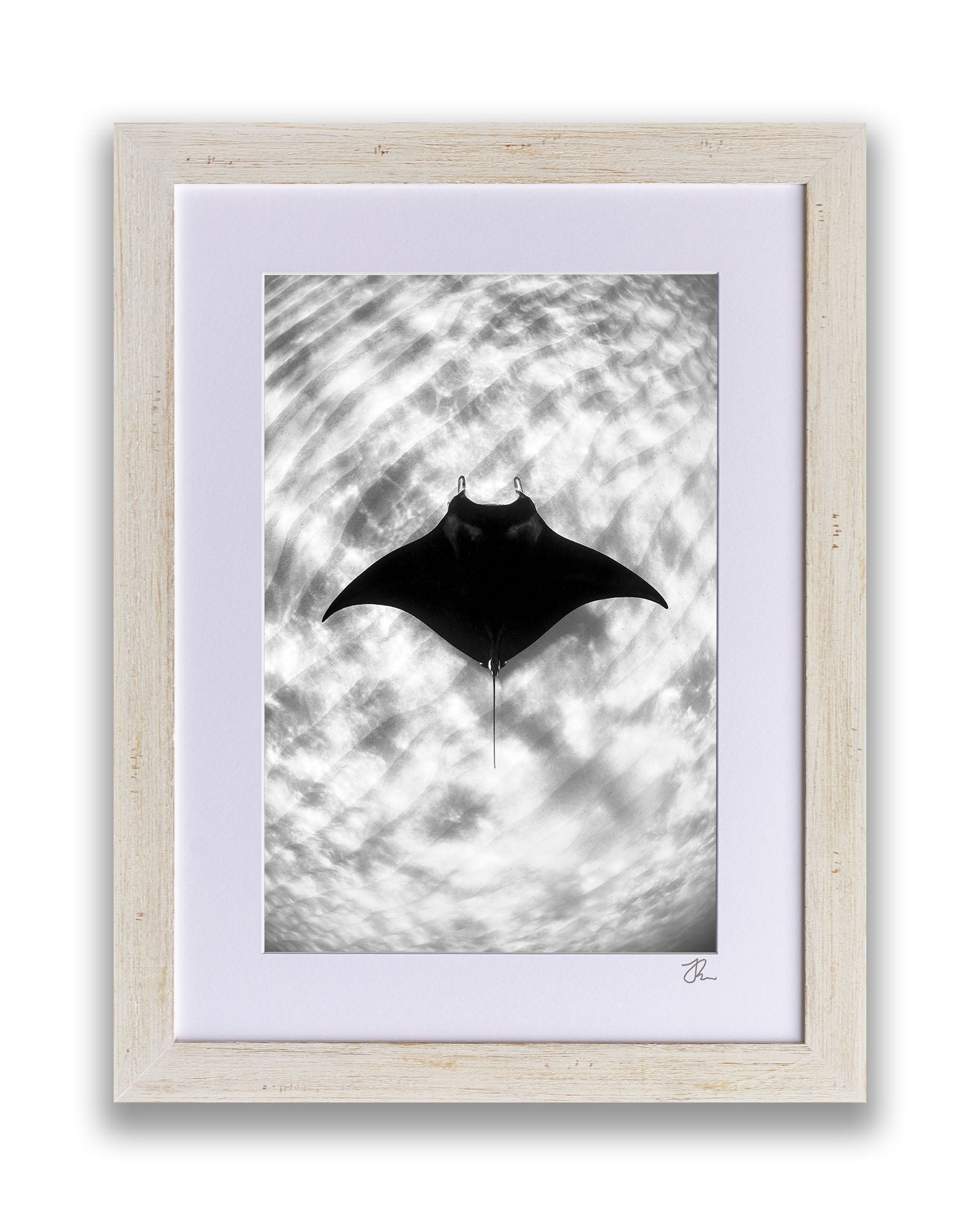 Manta Ray Vertical Monochrome | Ningaloo Reef