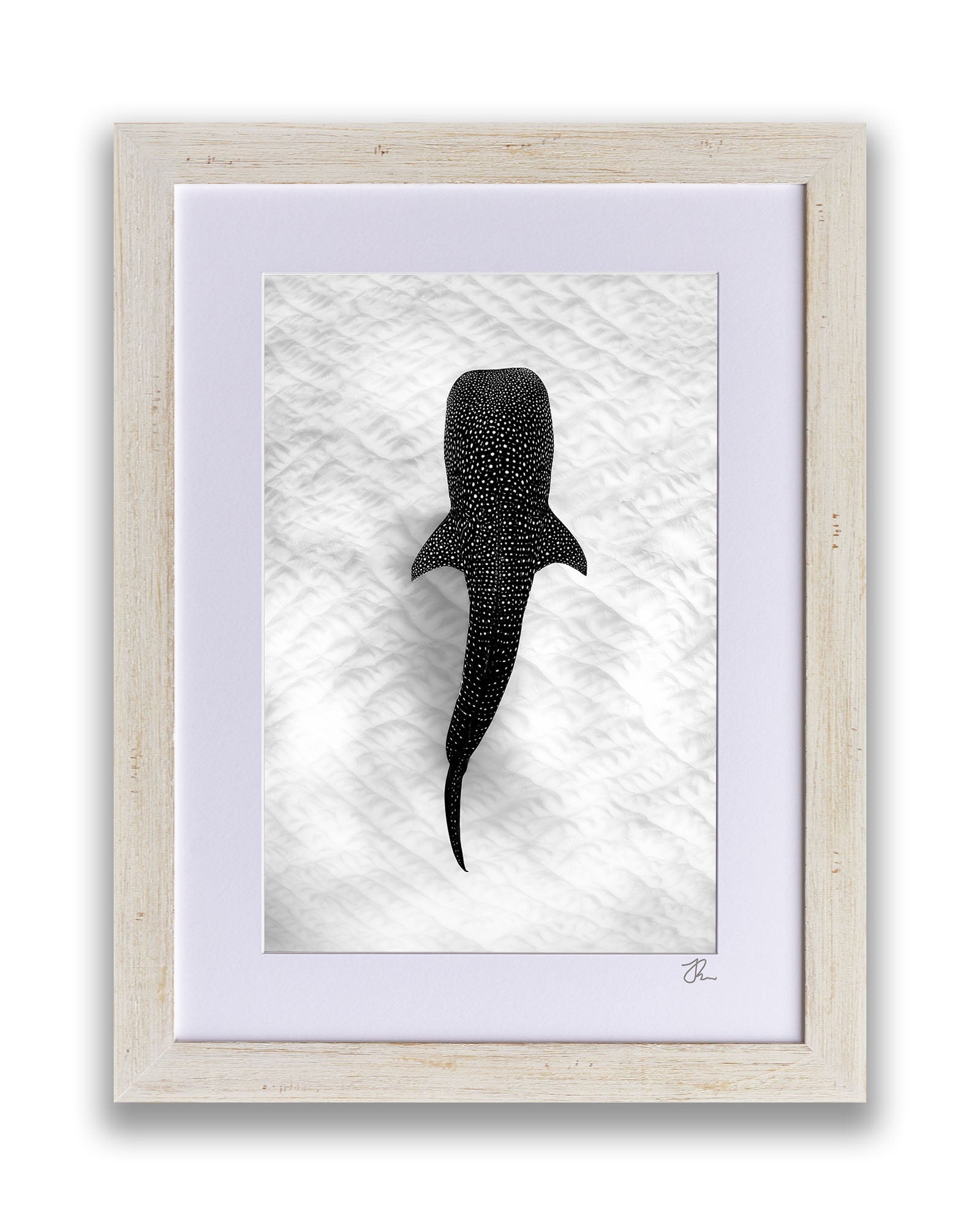 Whale Shark on the Sand Ningaloo Reef | Monochrome