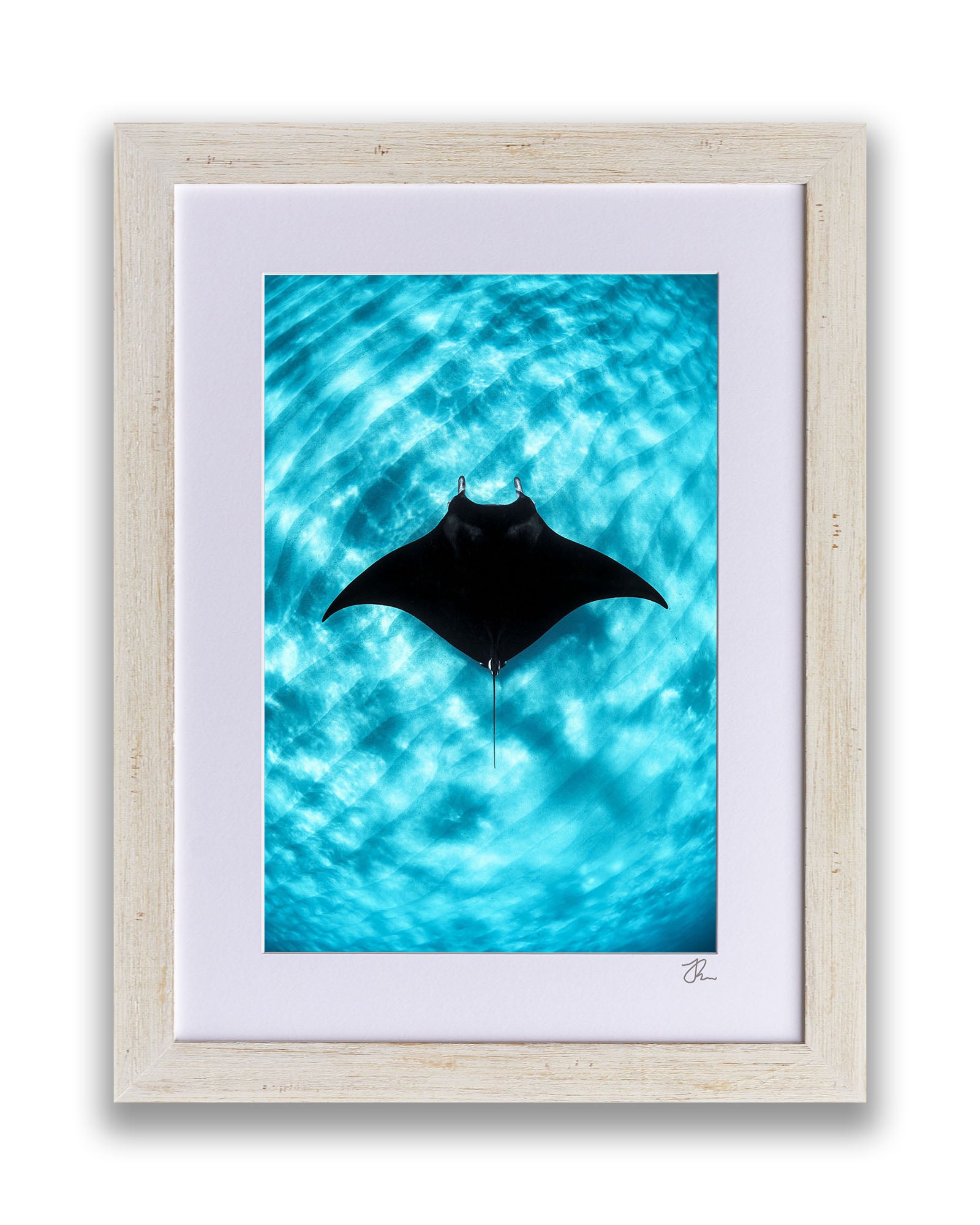 Manta Ray Vertical | Coral Bay Ningaloo Reef