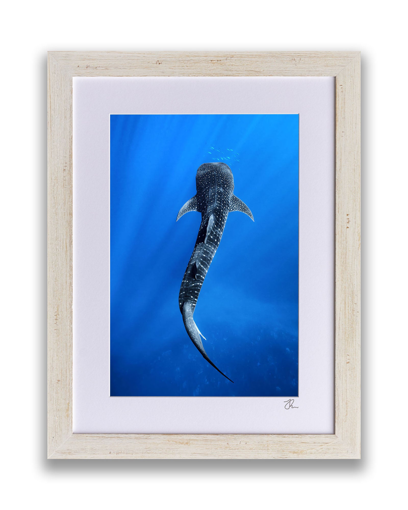 Into The Blue Whale Shark | Ningaloo Reef