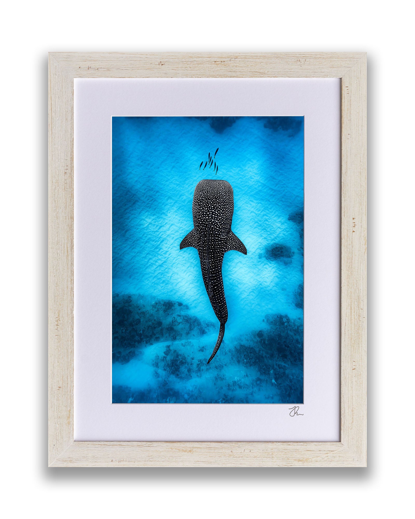 Whale Shark Dreams | Ningaloo Reef