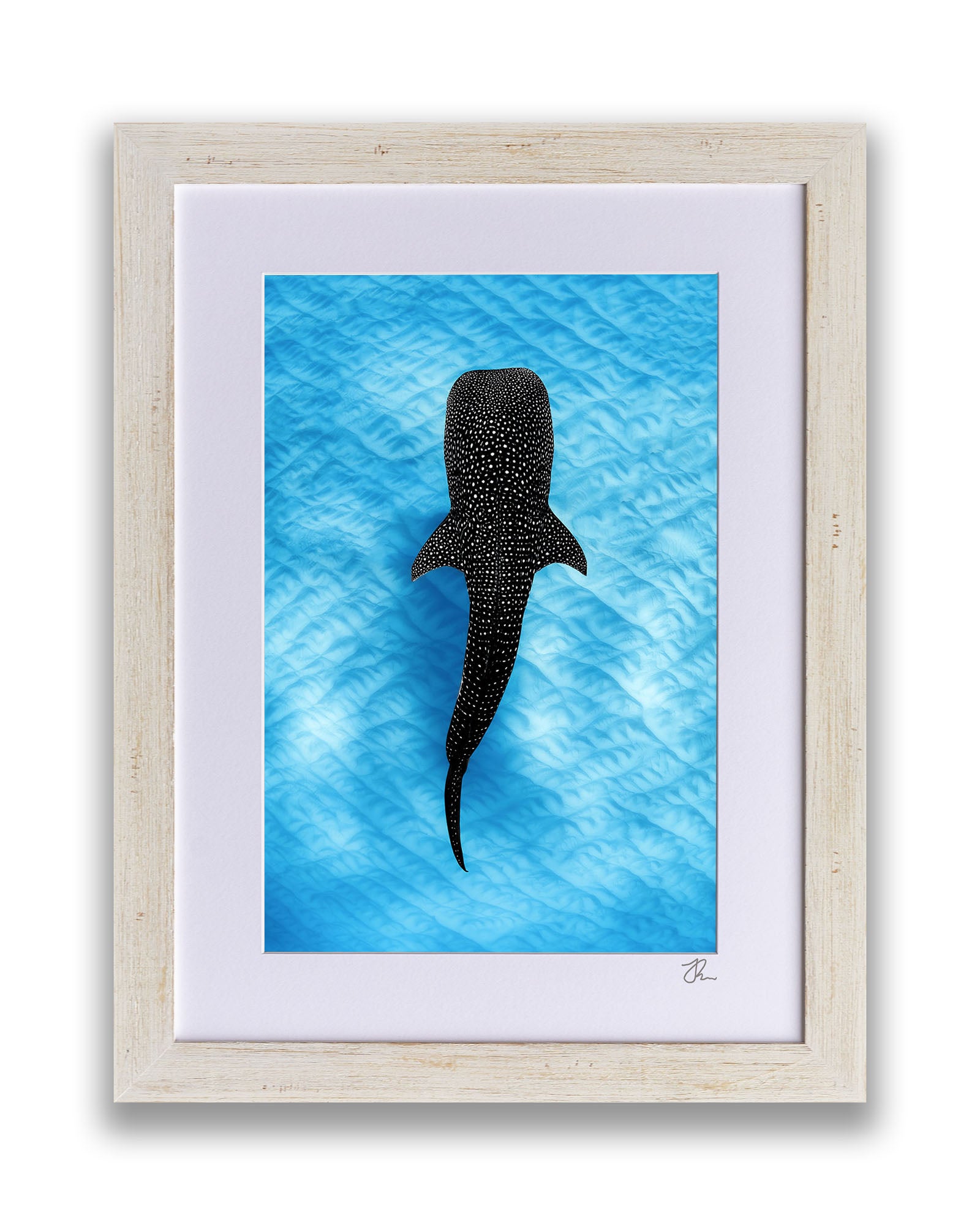 Whale Shark Blues | Ningaloo Reef