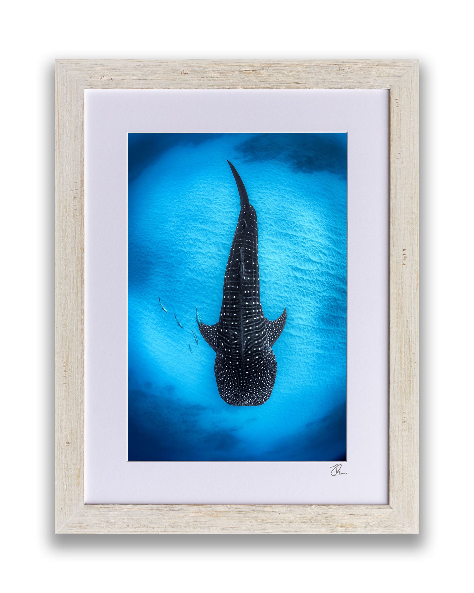 Ningaloo Reef Gentle Giants | Vertical