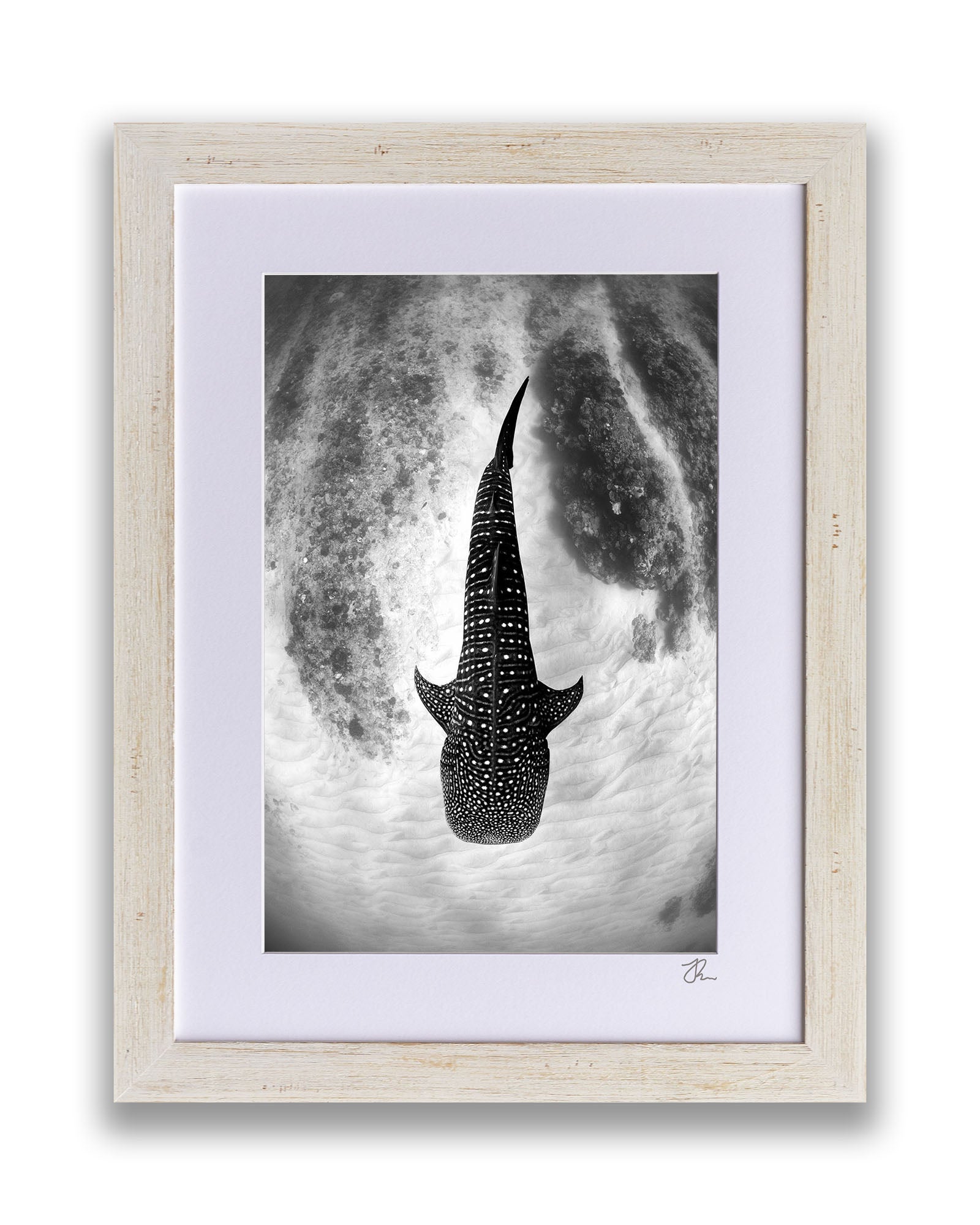 Whale Shark Glide Monochrome | Ningaloo Reef