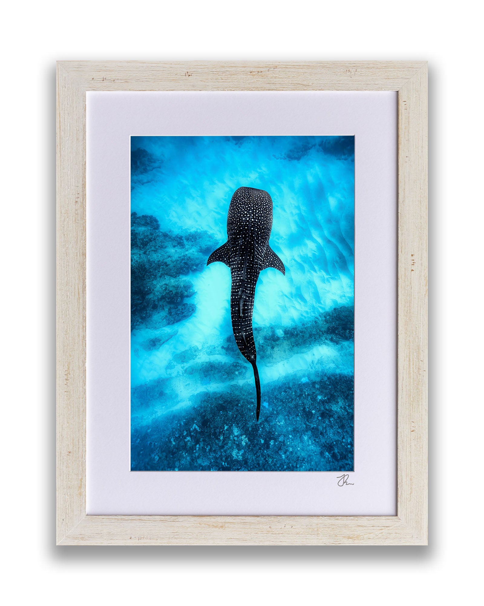 Whale Shark Over The Reef | Ningaloo Reef