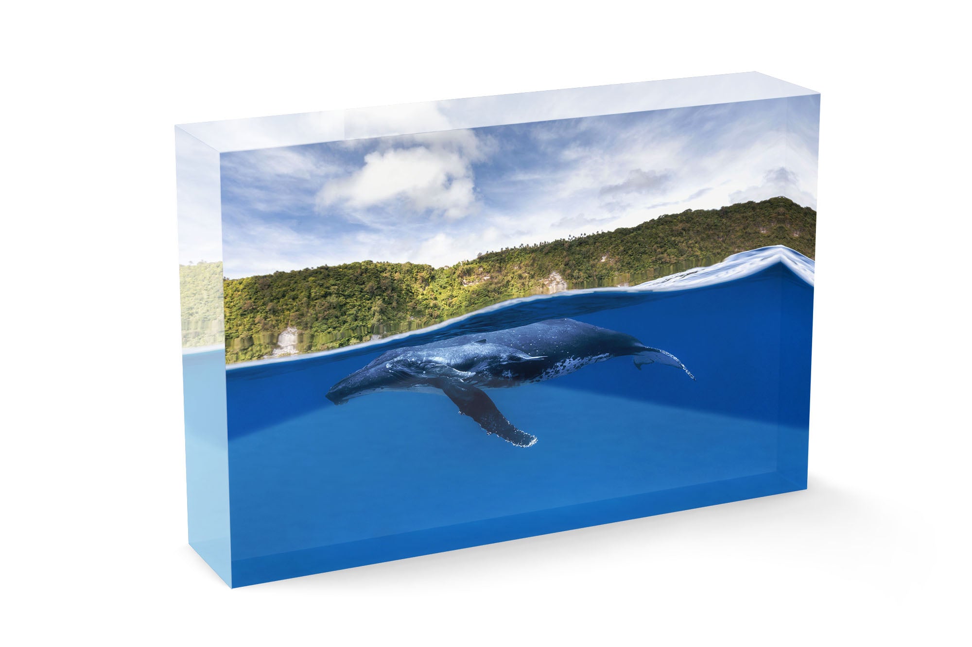 Humpback Whales | Between Two Worlds