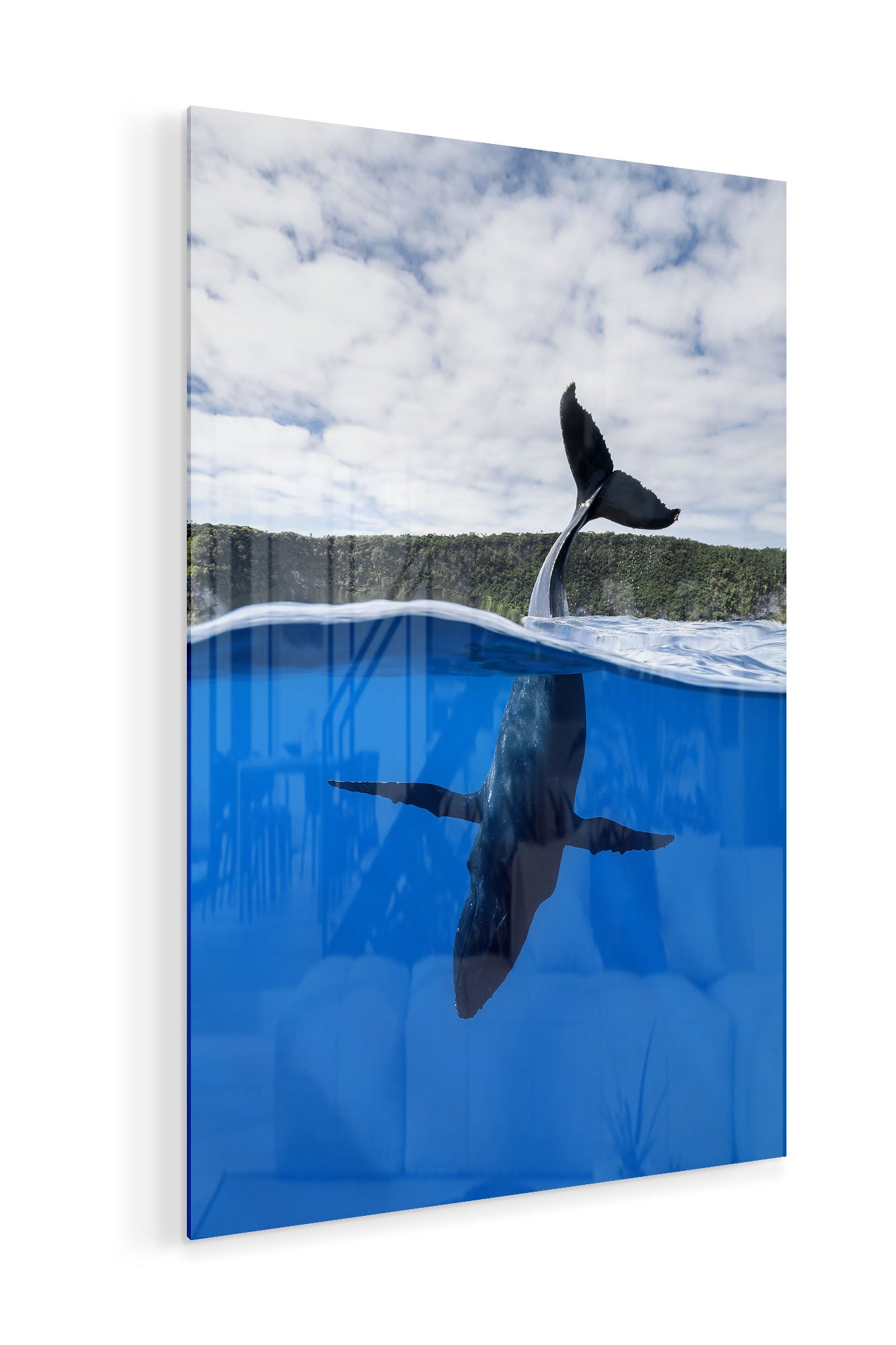 Tail Sailing Humpback Whale