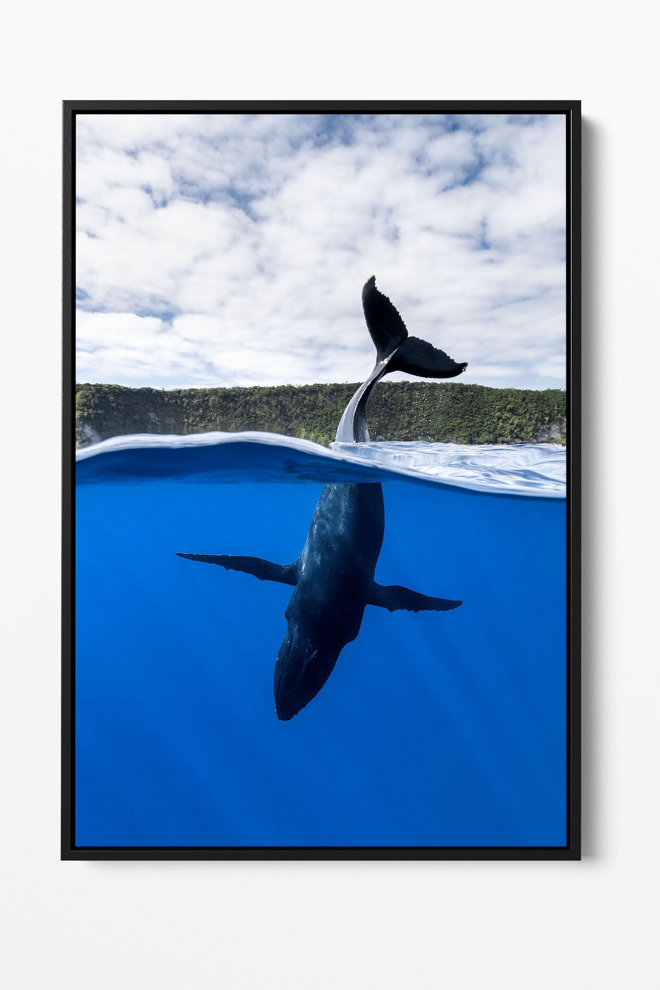 Tail Sailing Humpback Whale