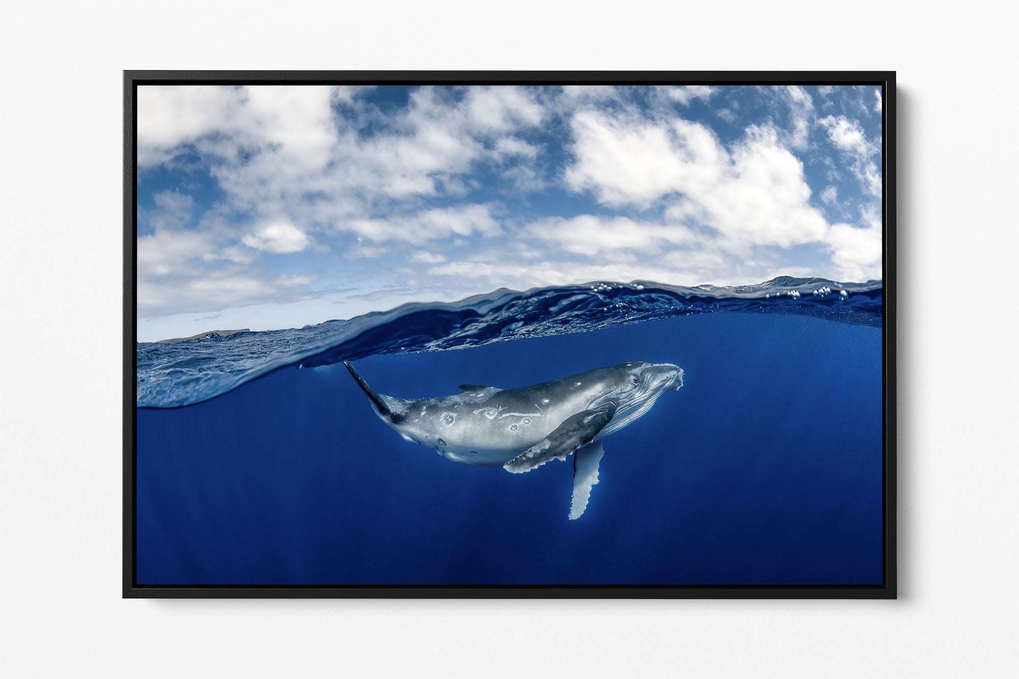 Humpback Whale Beneath The Clouds