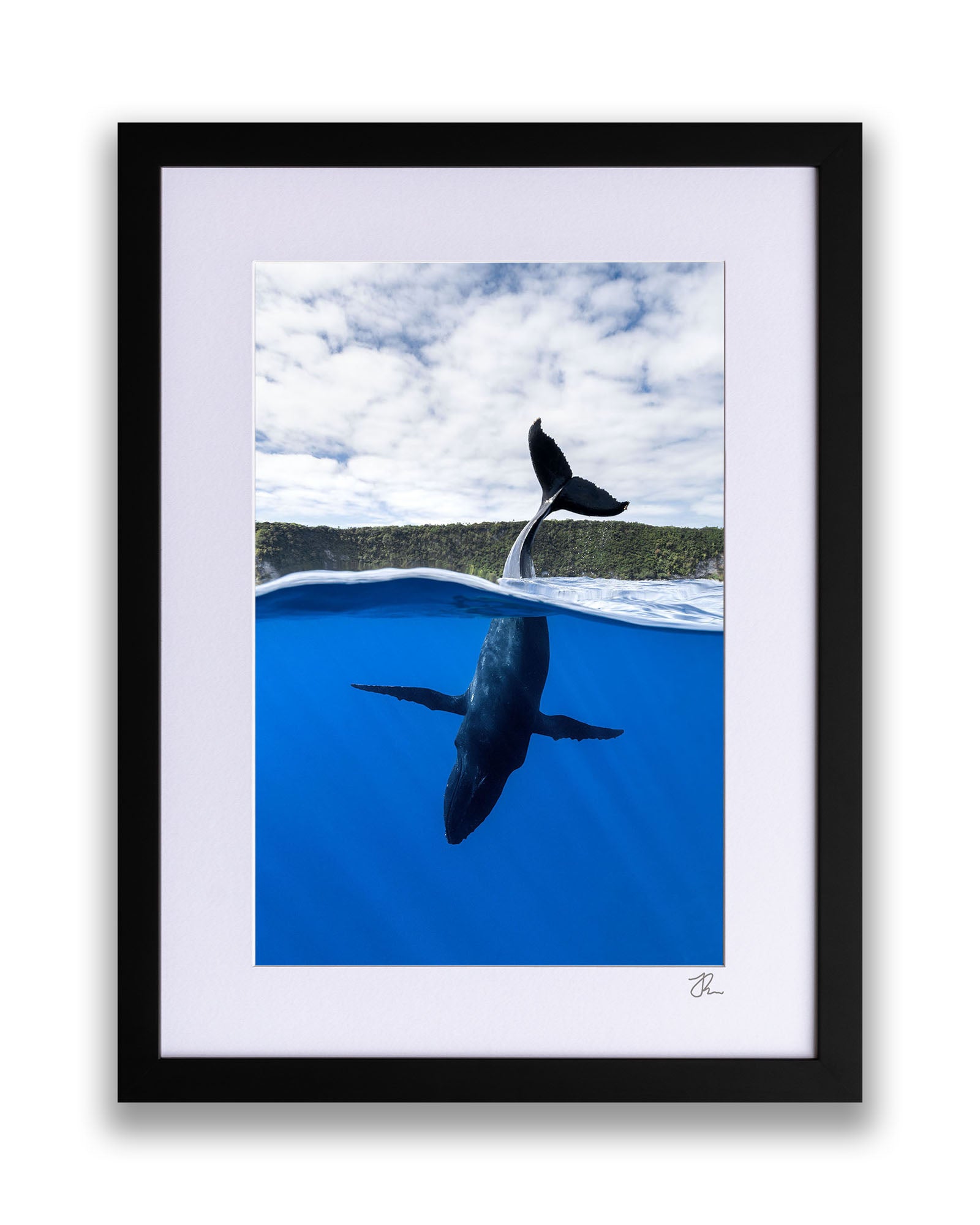 Tail Sailing Humpback Whale