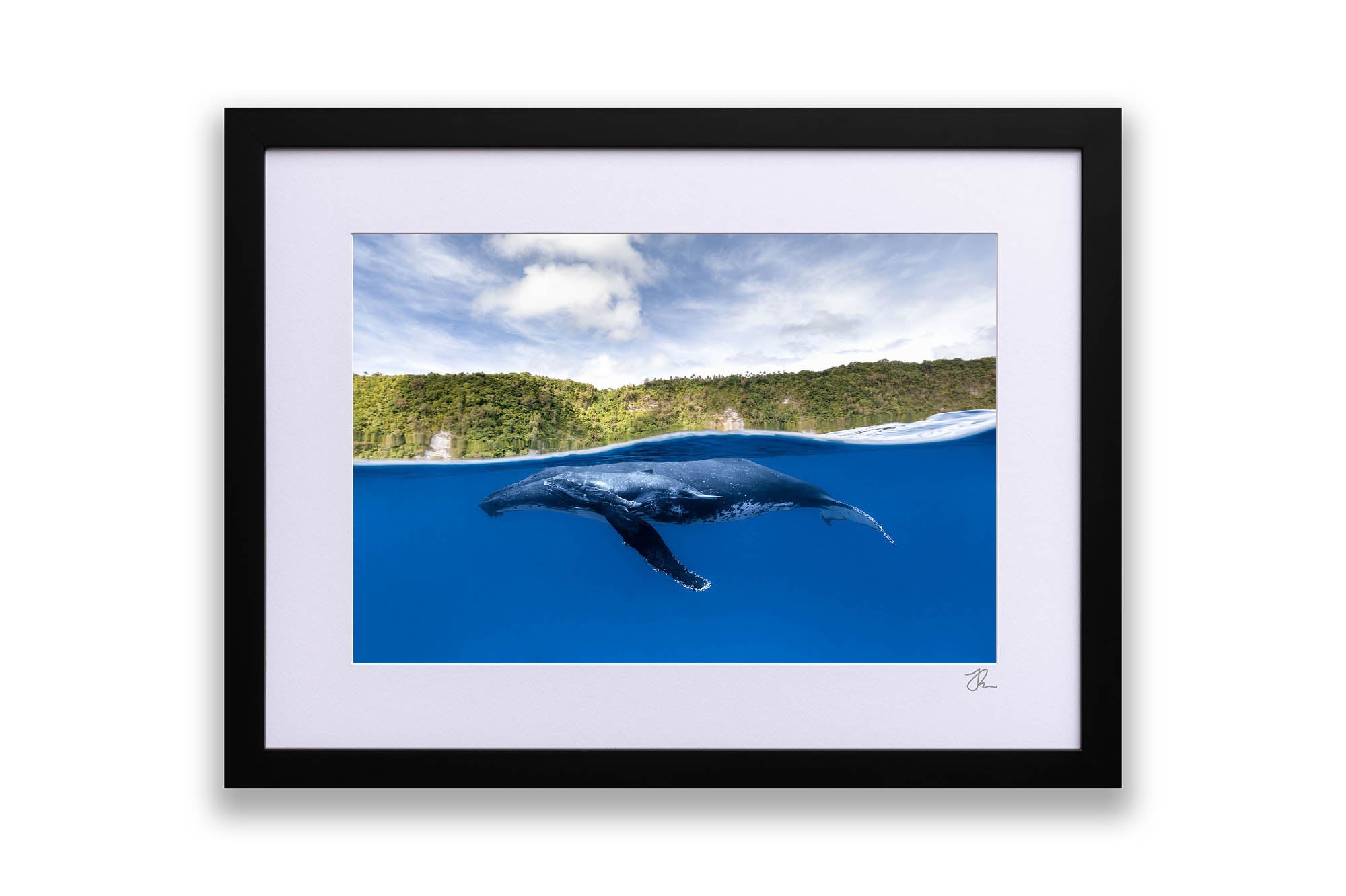 Humpback Whales | Between Two Worlds