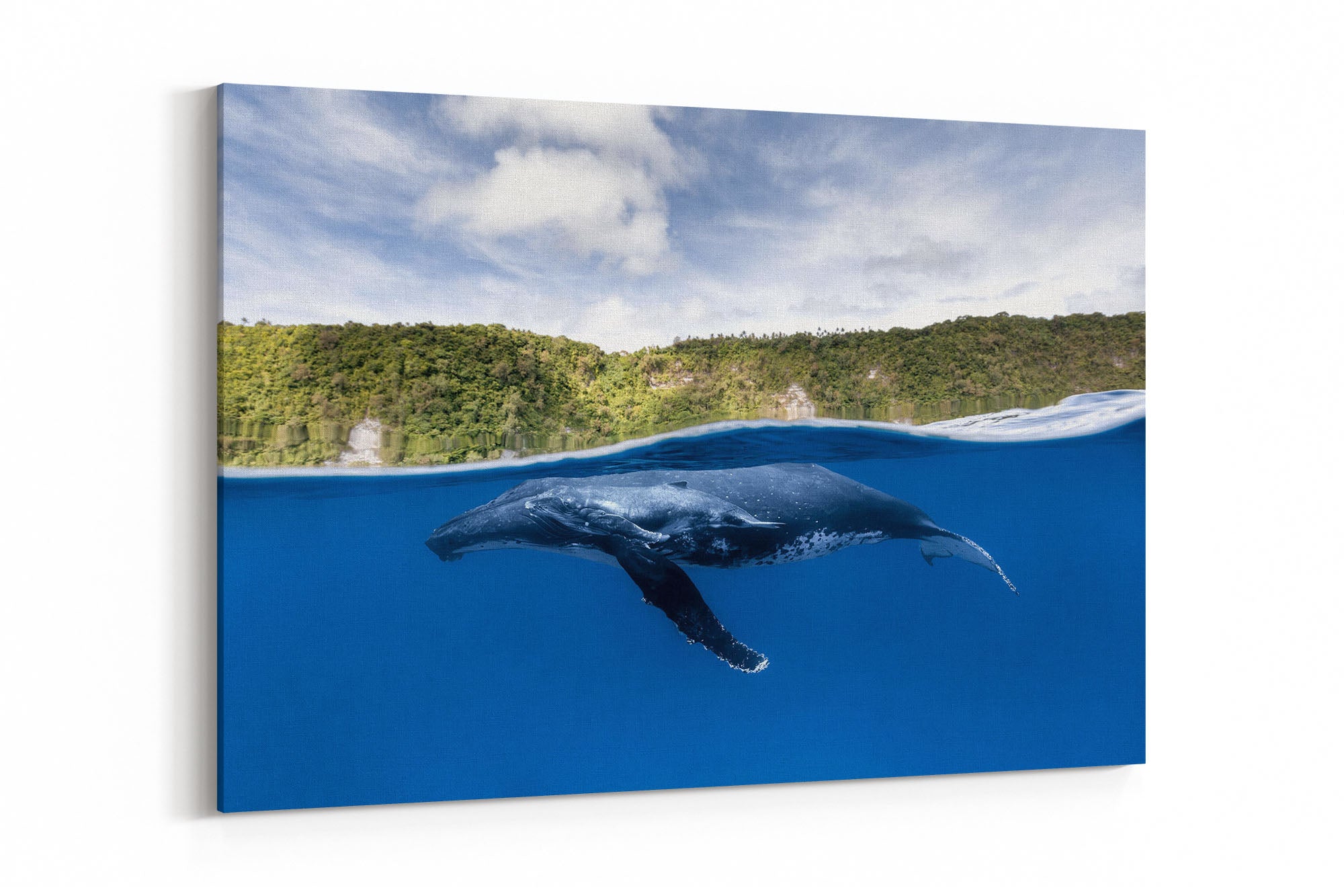 Humpback Whales | Between Two Worlds