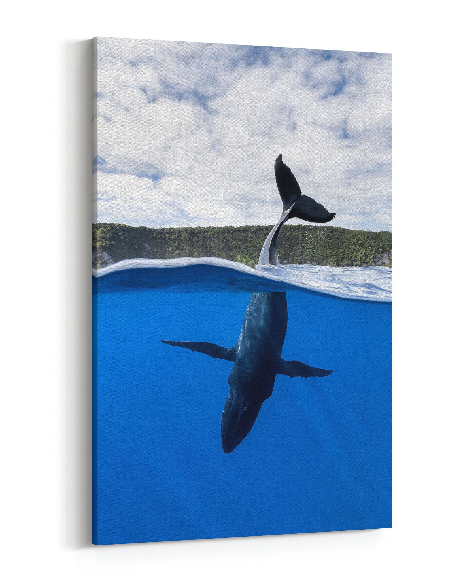 Tail Sailing Humpback Whale