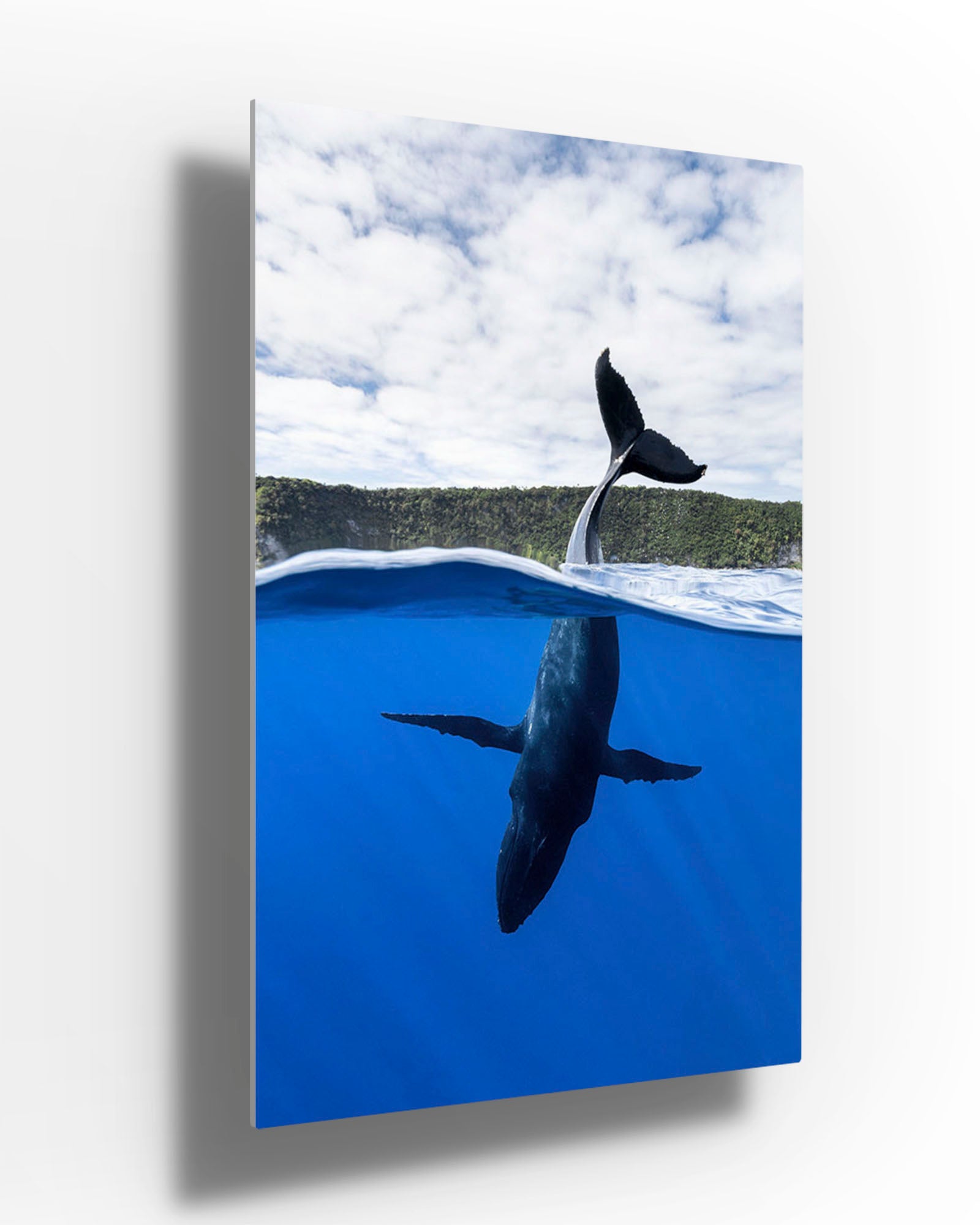 Tail Sailing Humpback Whale