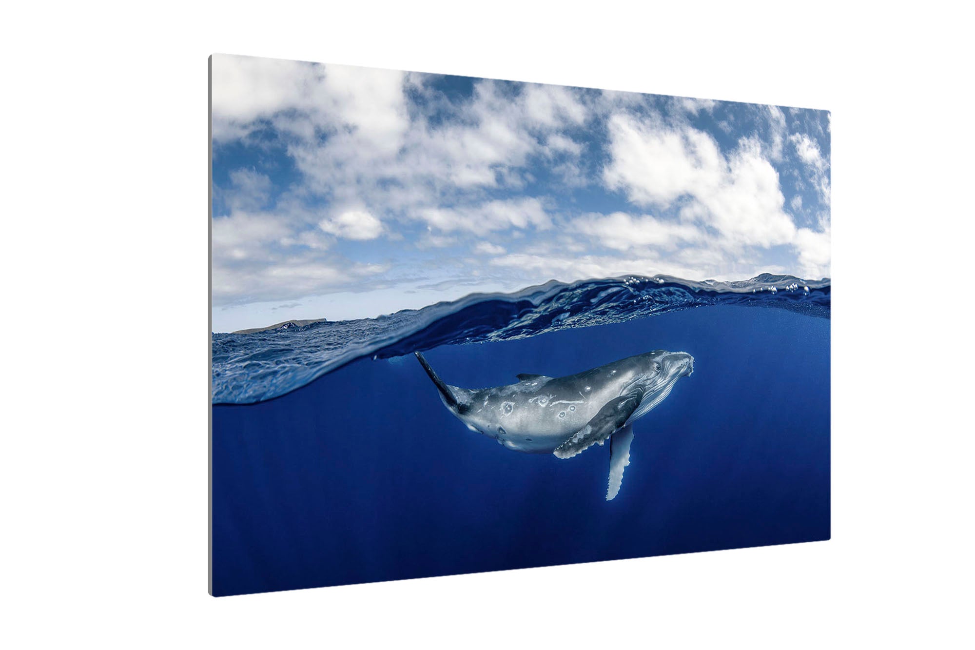 Humpback Whale Beneath The Clouds