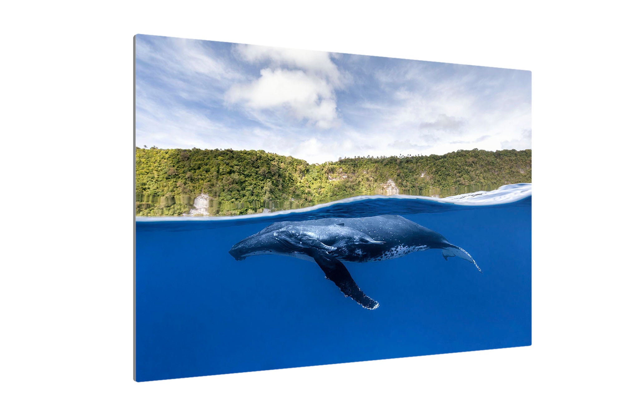 Humpback Whales | Between Two Worlds