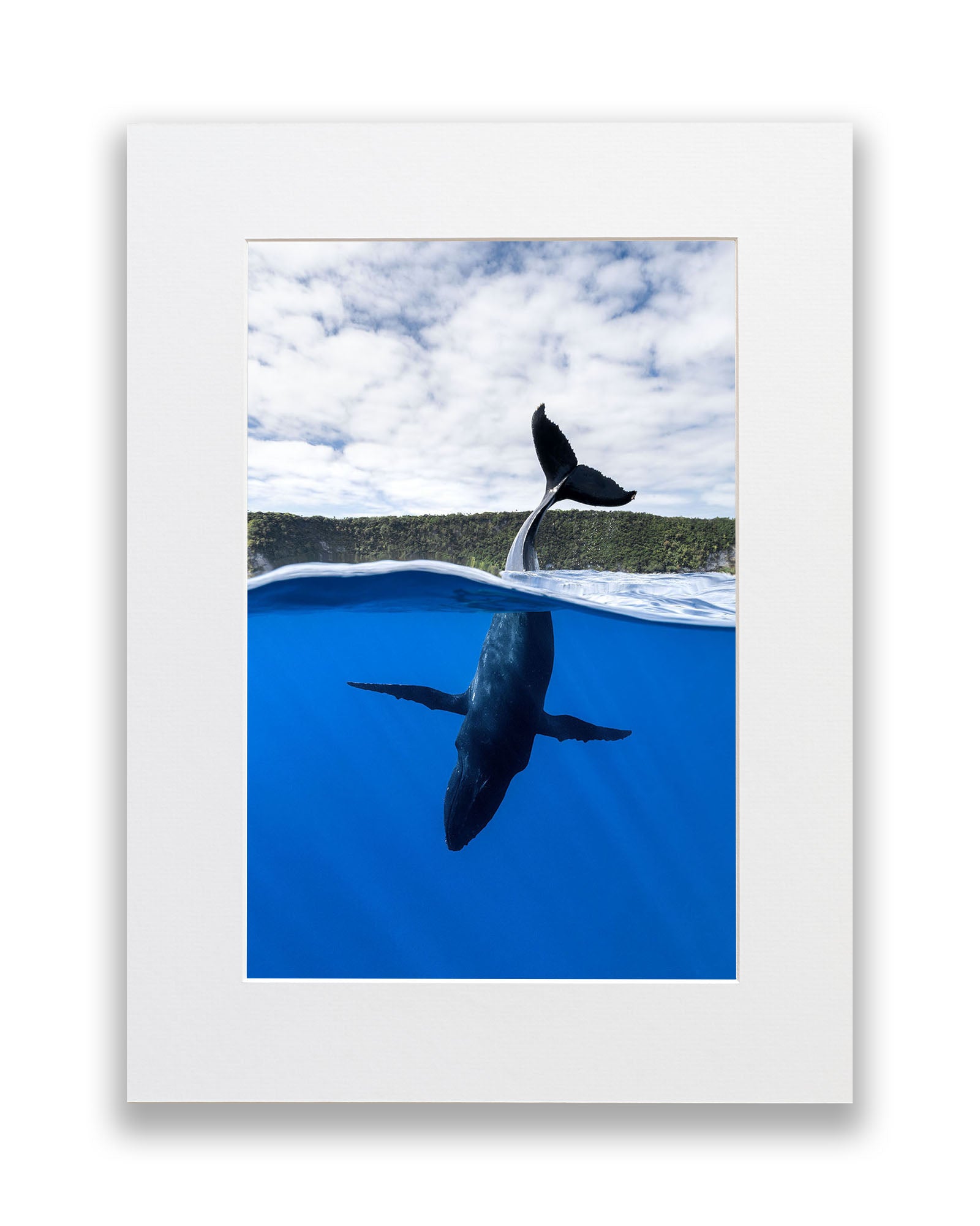 Tail Sailing Humpback Whale