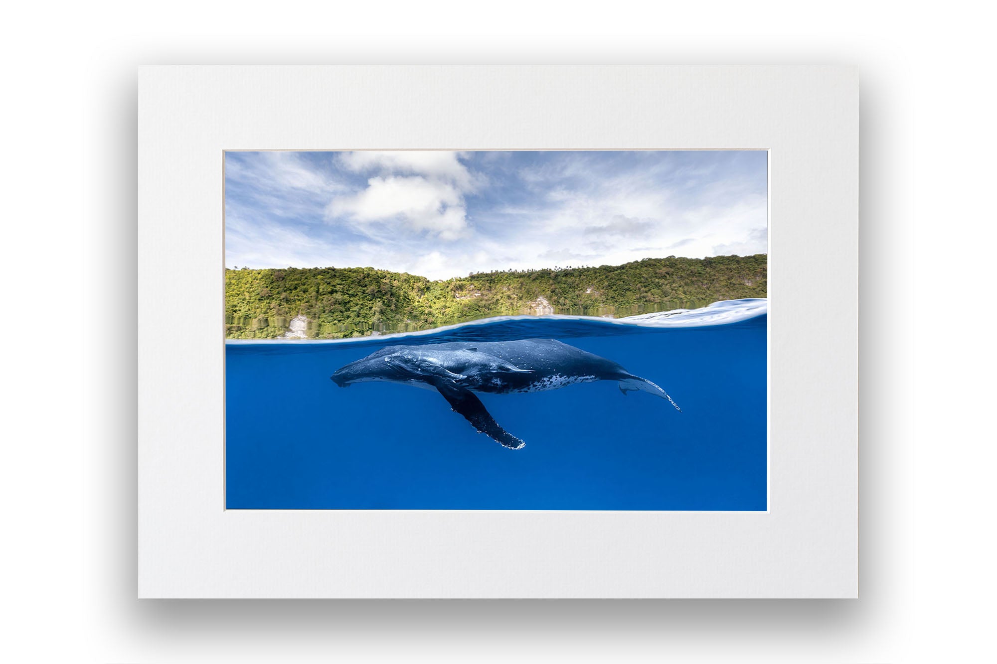 Humpback Whales | Between Two Worlds