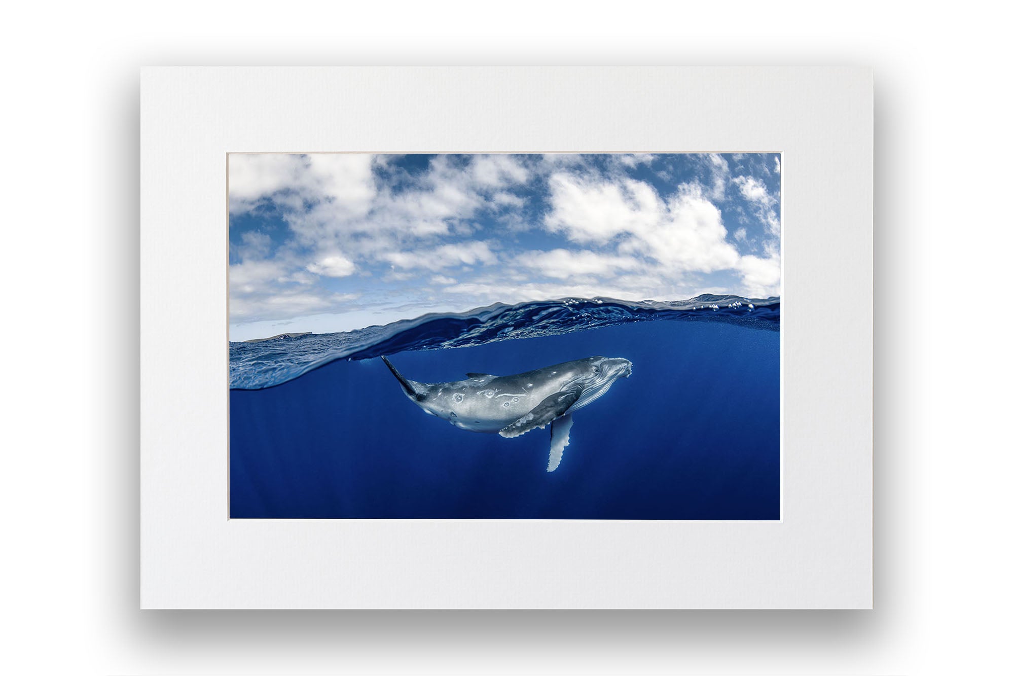 Humpback Whale Beneath The Clouds