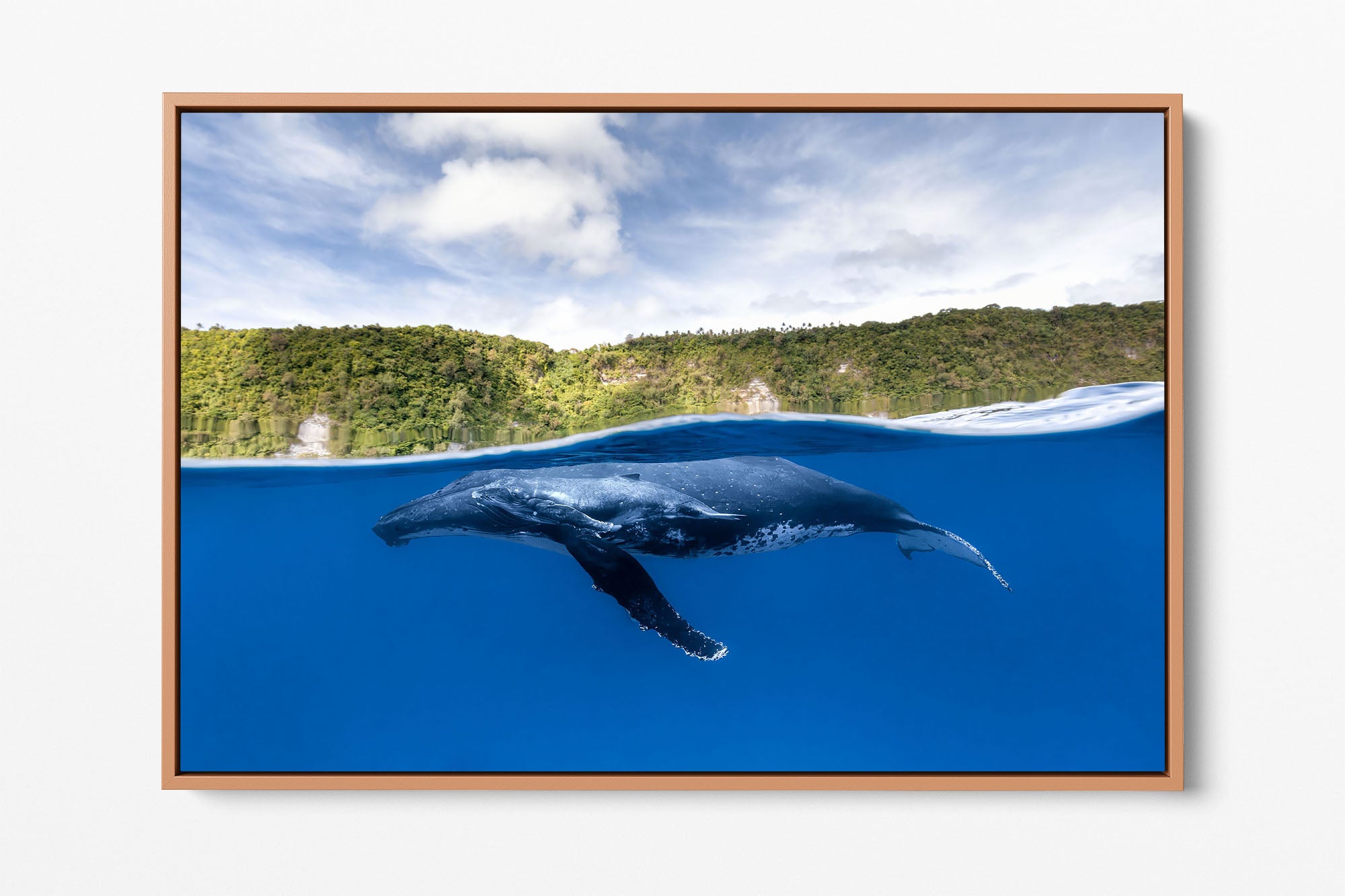 Humpback Whales | Between Two Worlds
