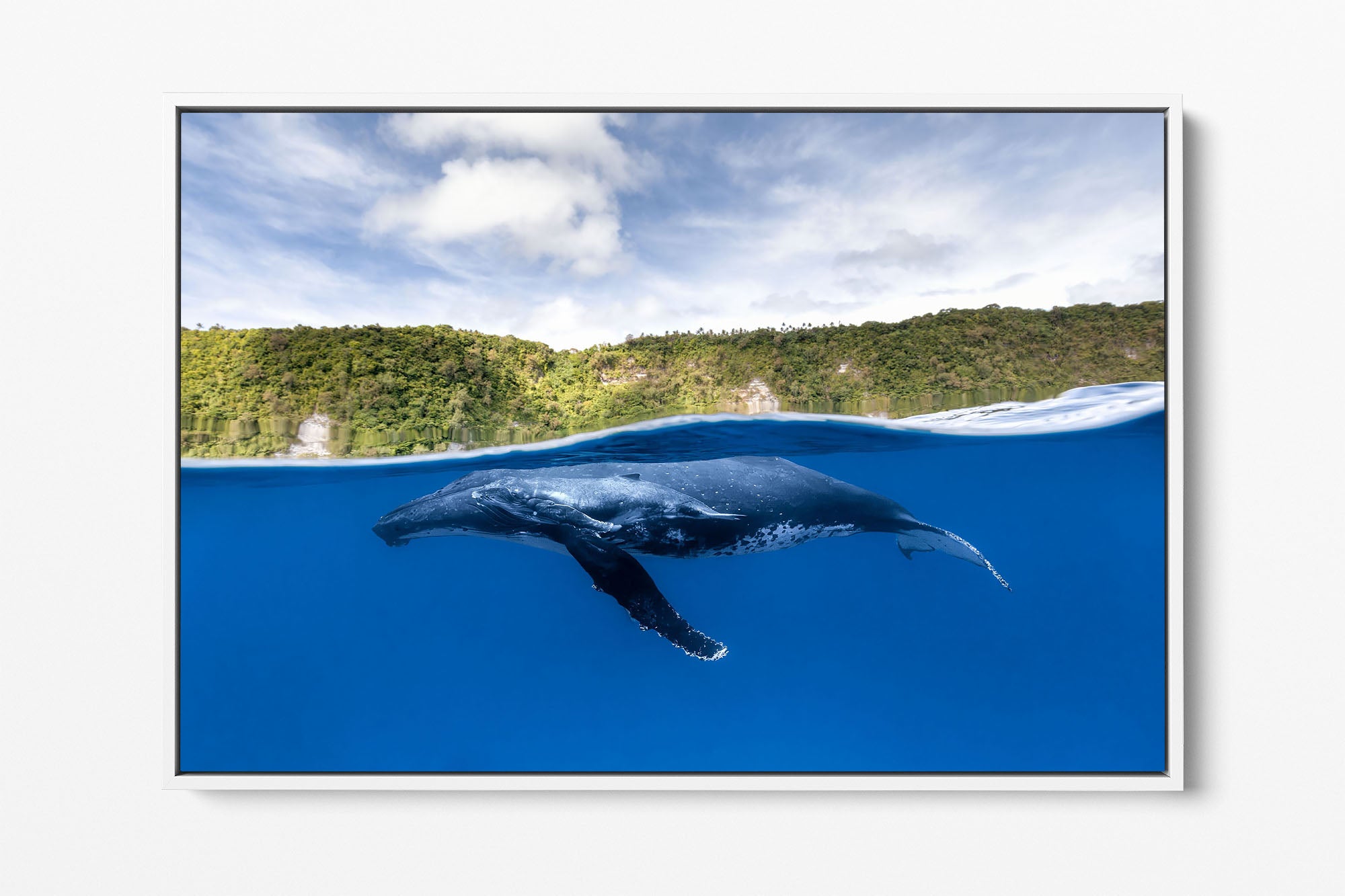 Humpback Whales | Between Two Worlds