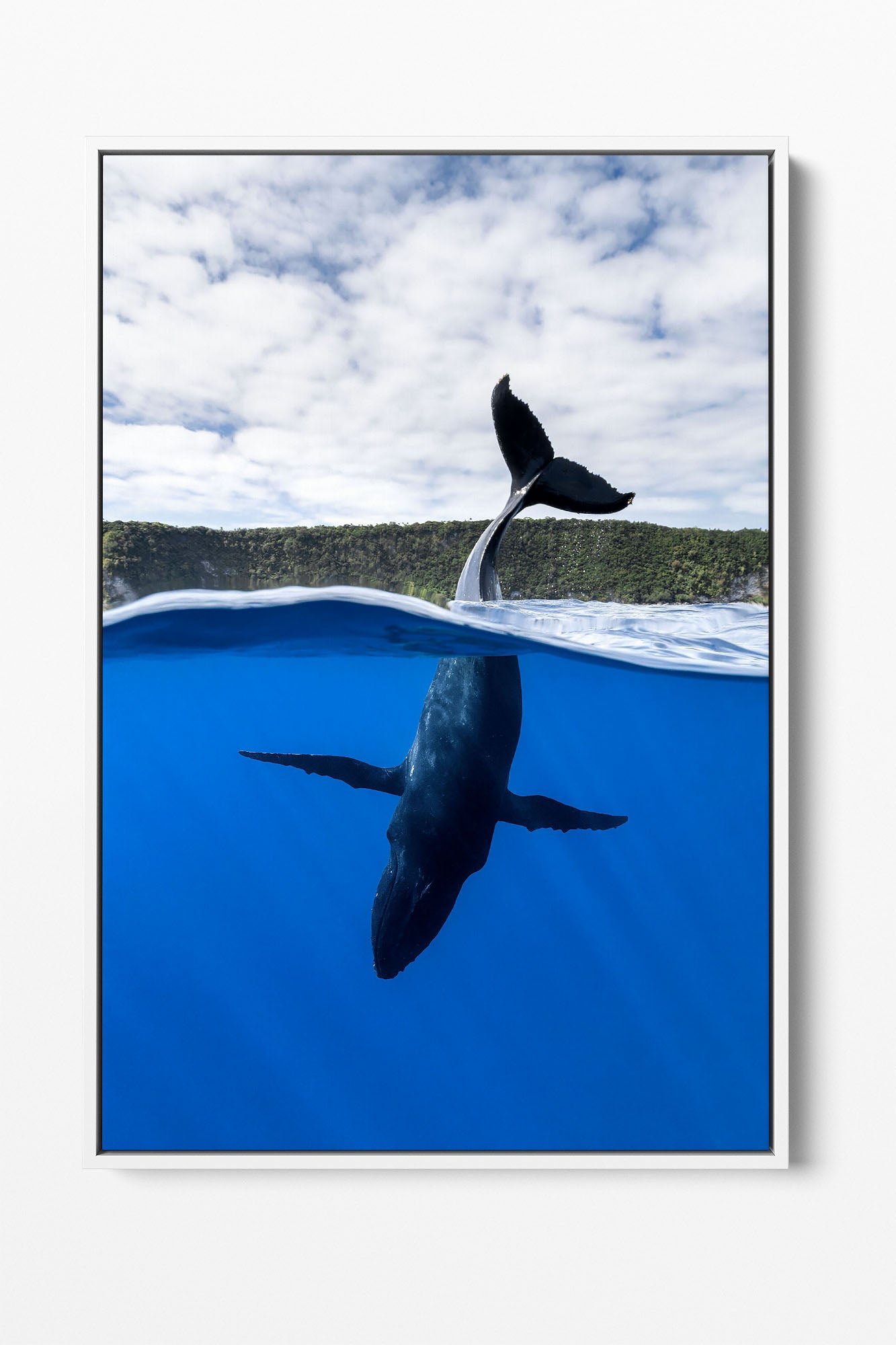 Tail Sailing Humpback Whale