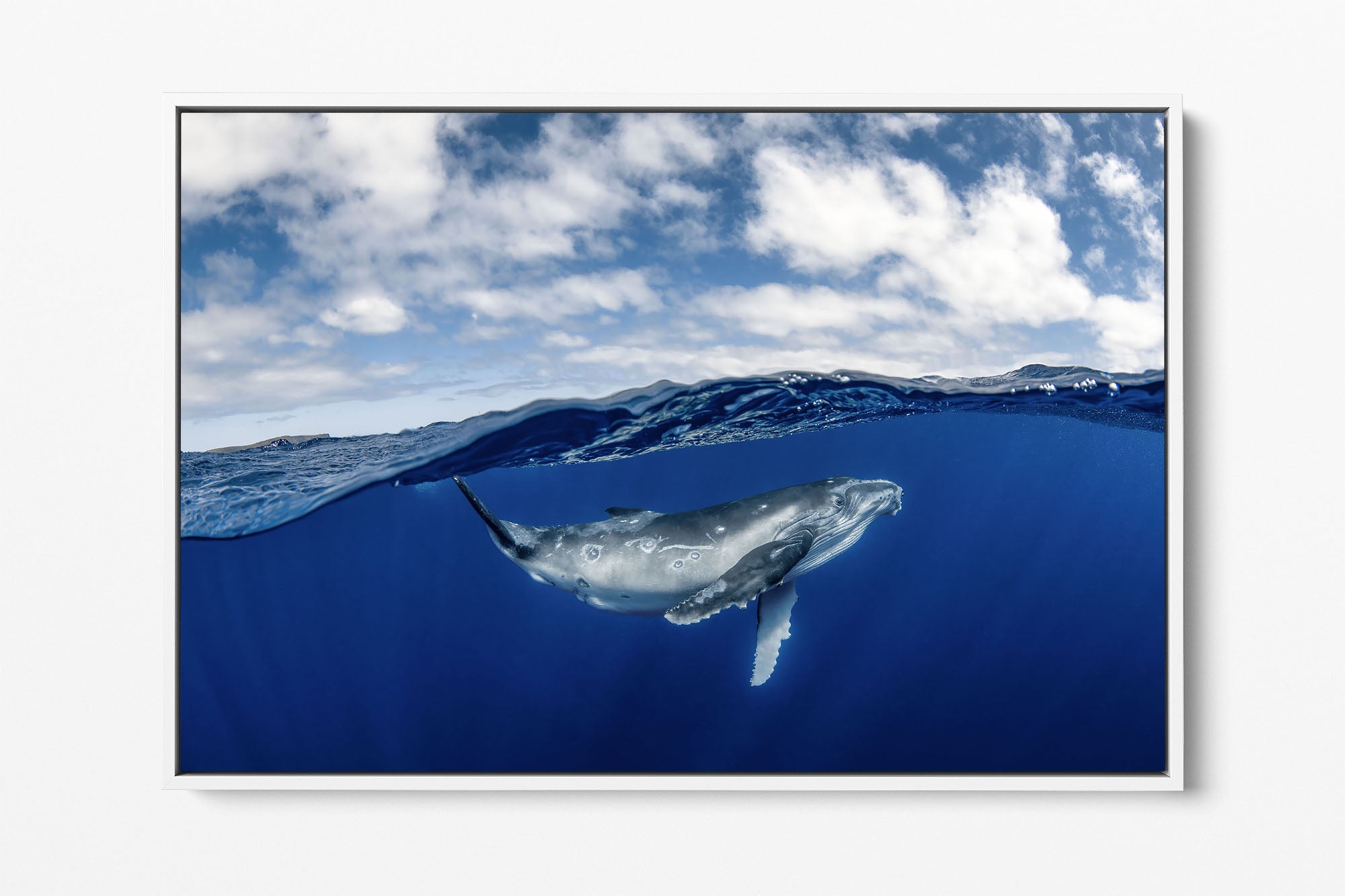 Humpback Whale Beneath The Clouds