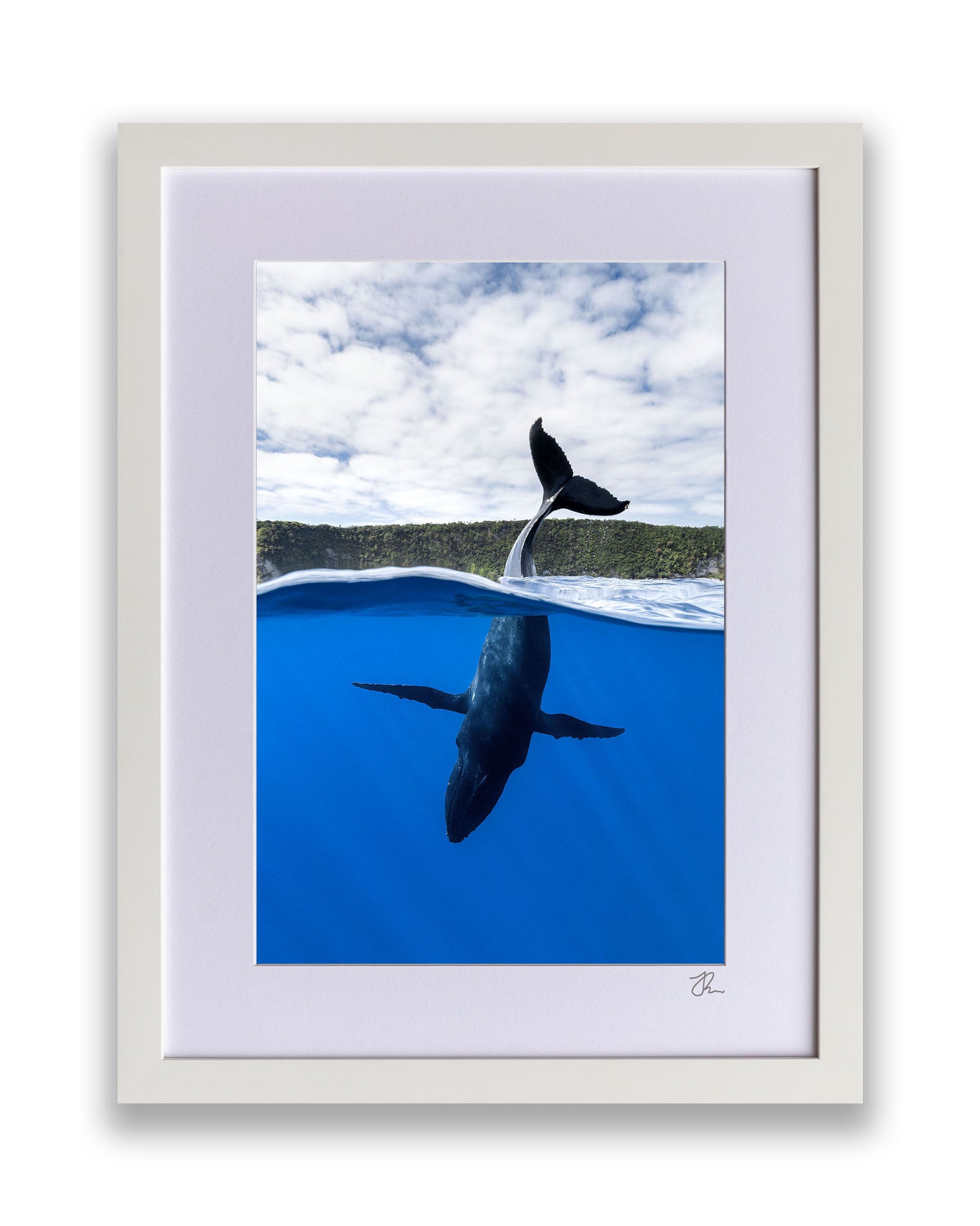 Tail Sailing Humpback Whale