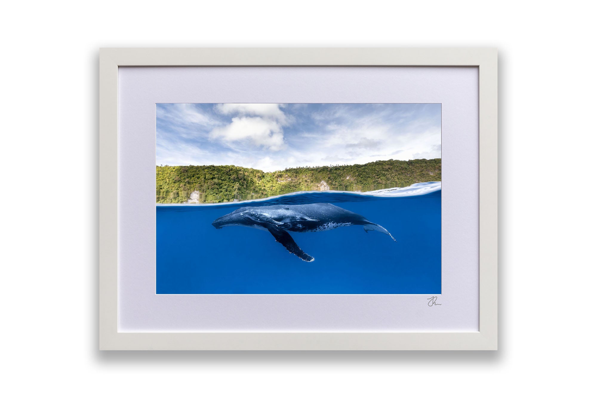 Humpback Whales | Between Two Worlds