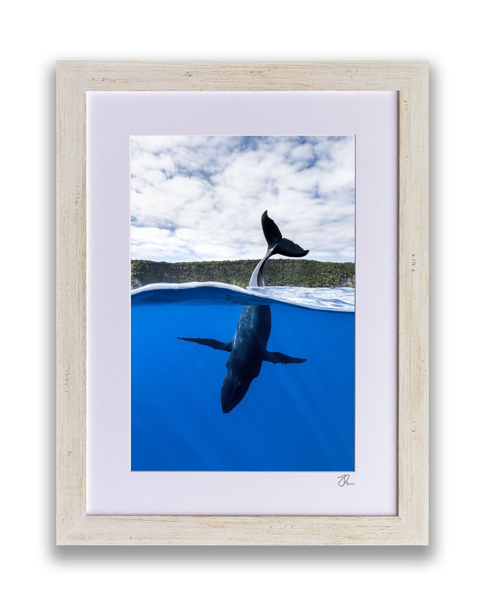 Tail Sailing Humpback Whale