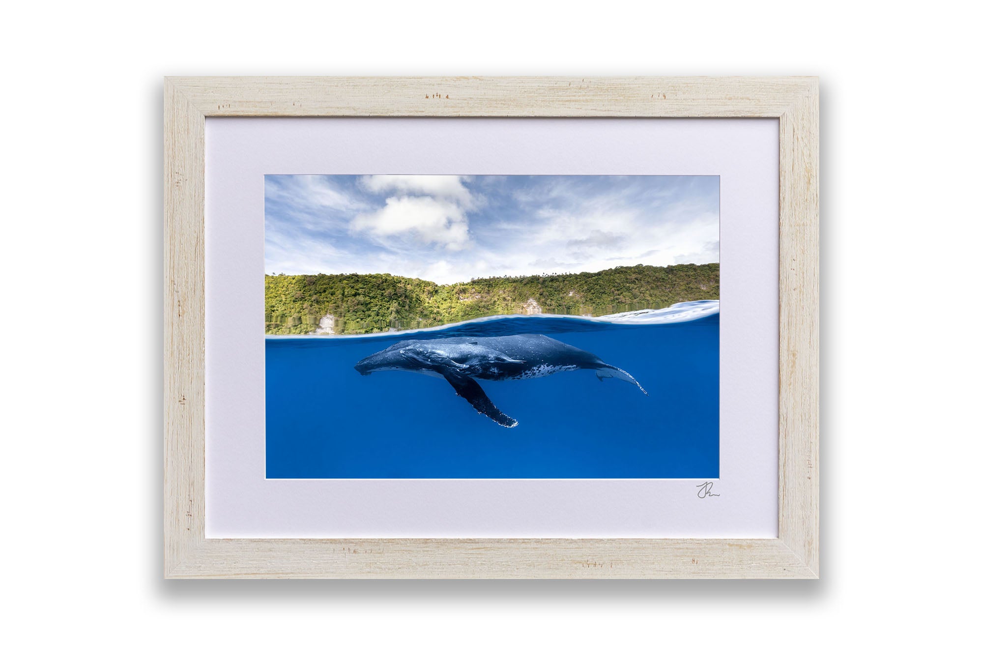 Humpback Whales | Between Two Worlds