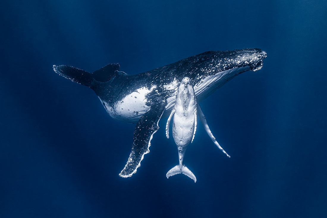 Mothers Embrace | Humpback Whales