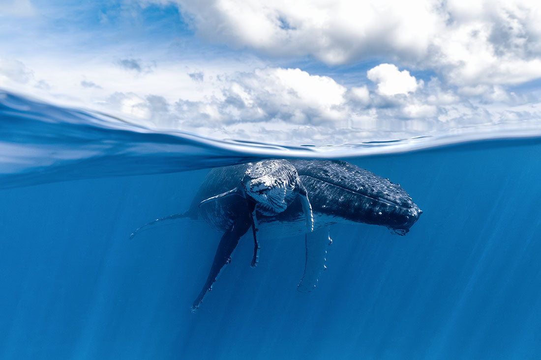Mother and Calf Beneath The Clouds