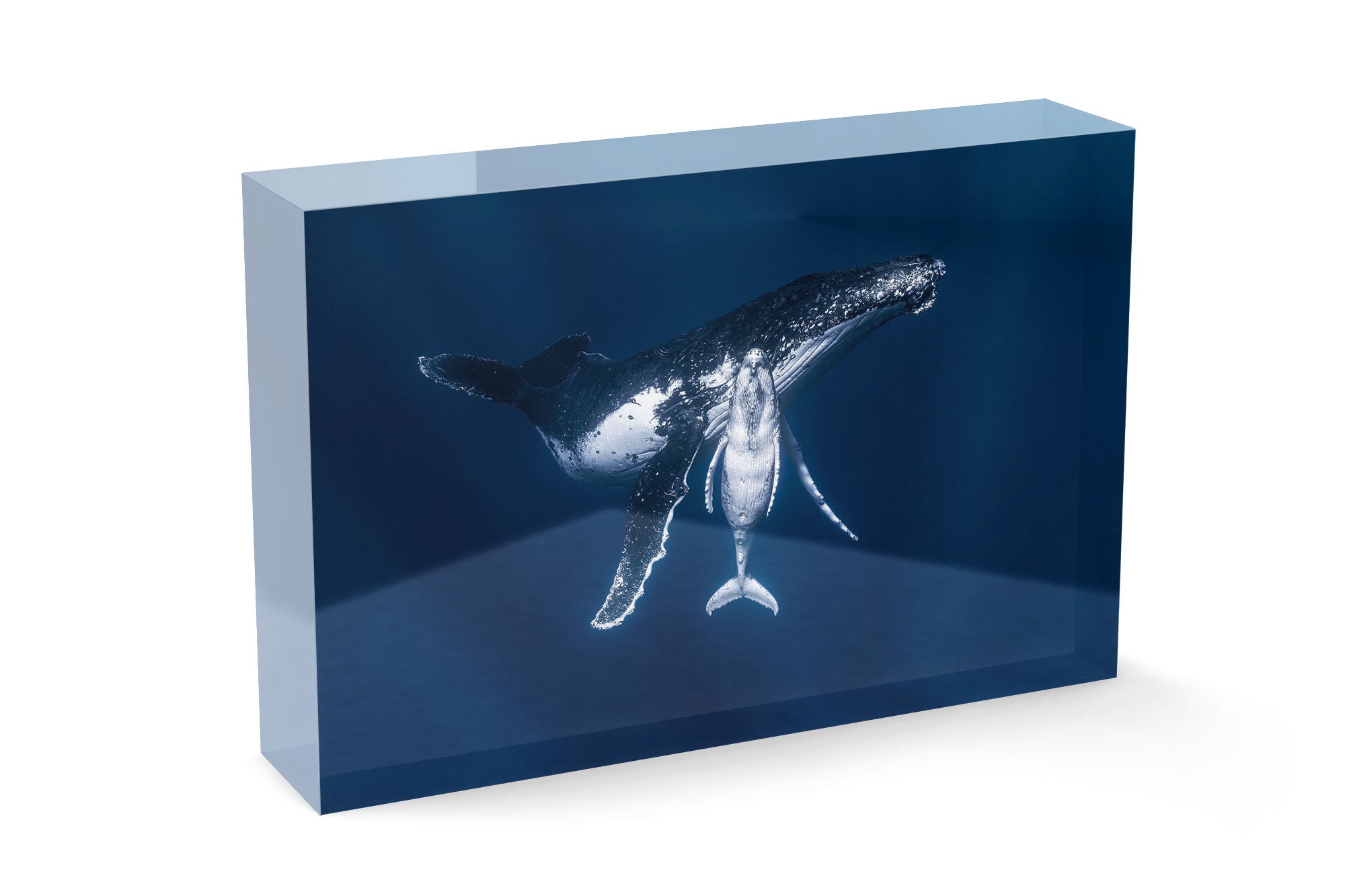 Mothers Embrace | Humpback Whales