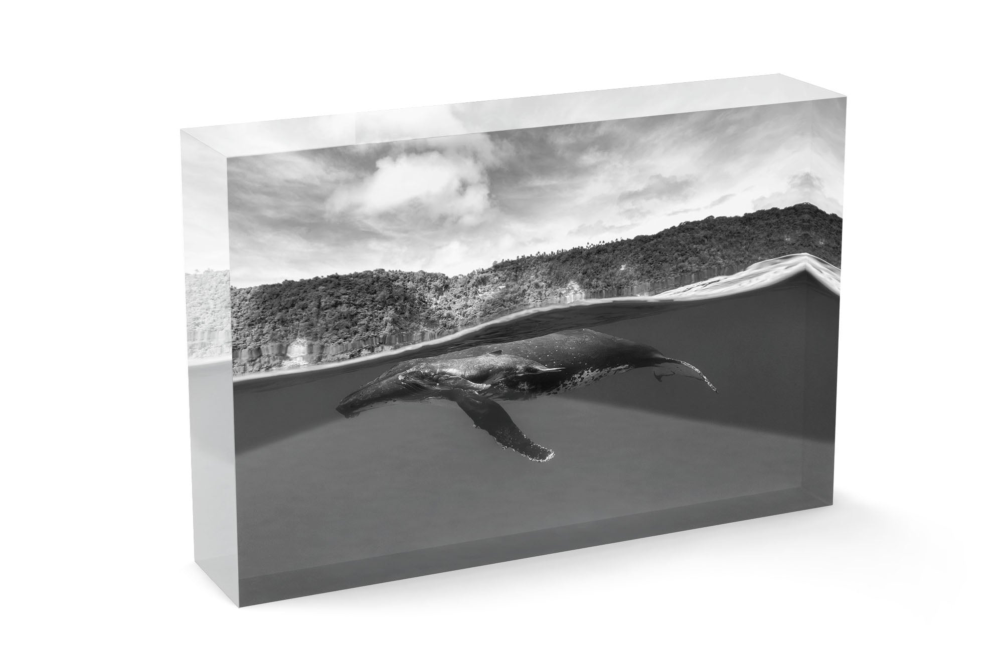 Humpback Whales Between Two Worlds | Monochrome