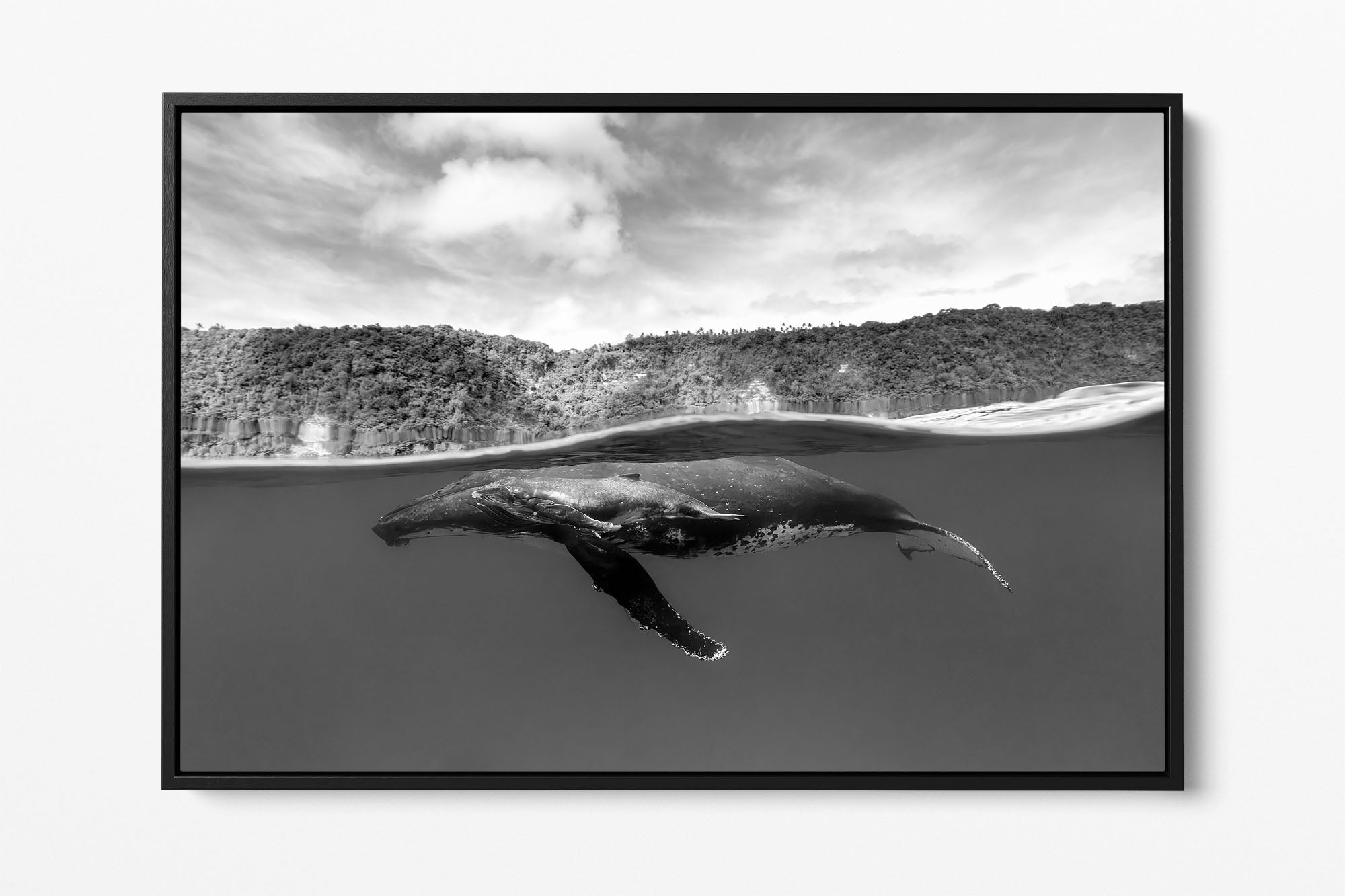 Humpback Whales Between Two Worlds | Monochrome