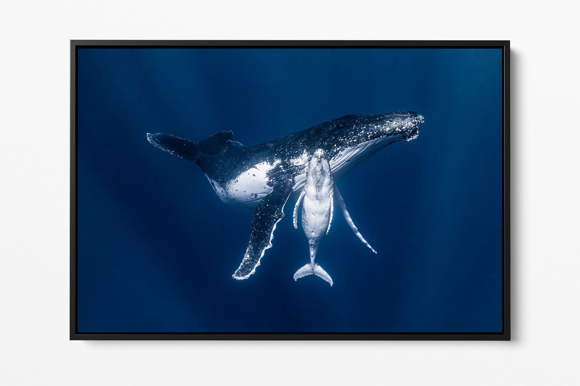 Mothers Embrace | Humpback Whales