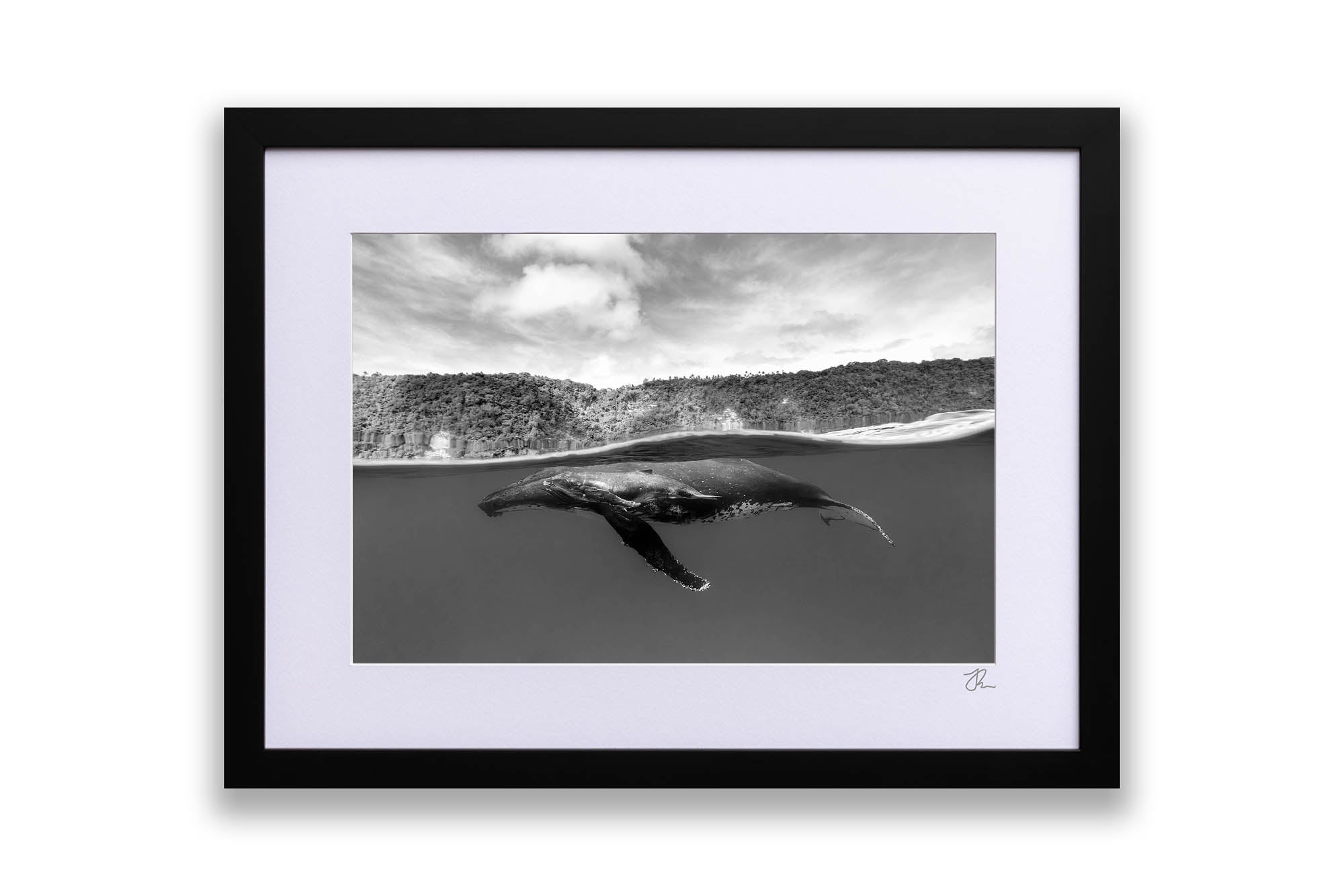 Humpback Whales Between Two Worlds | Monochrome