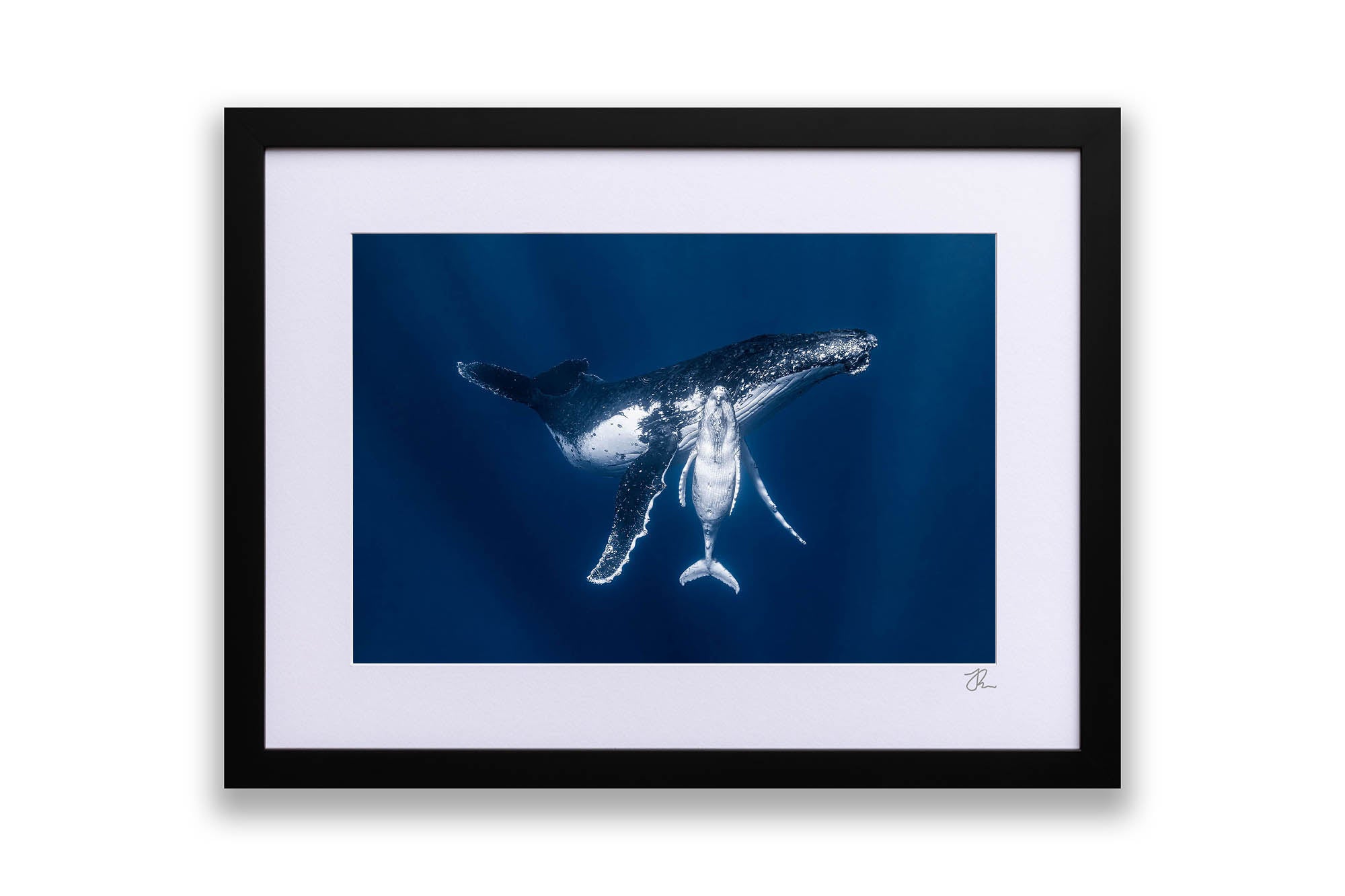 Mothers Embrace | Humpback Whales