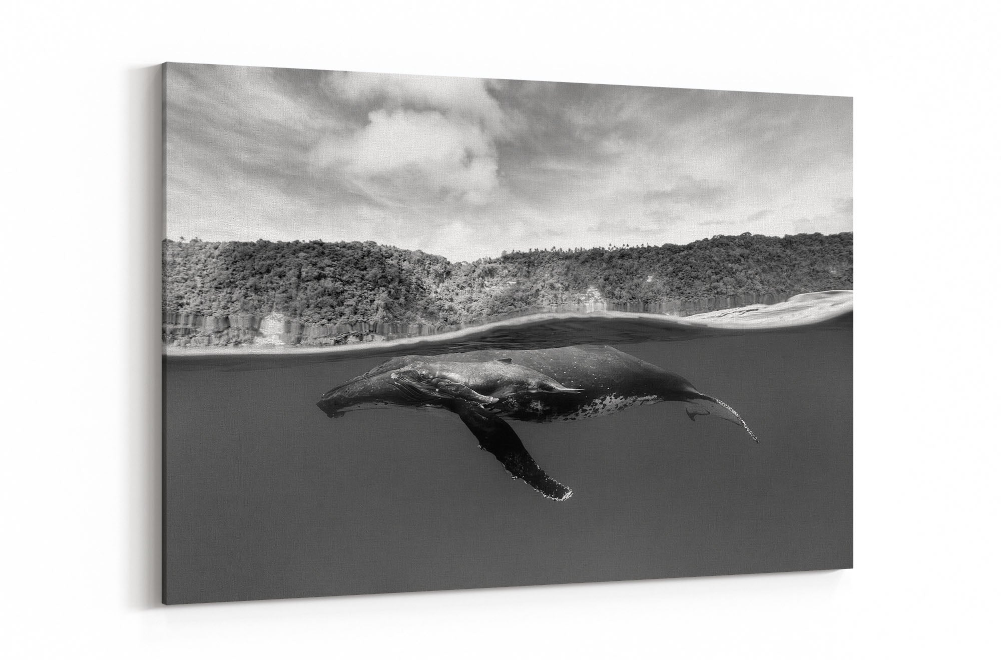 Humpback Whales Between Two Worlds | Monochrome