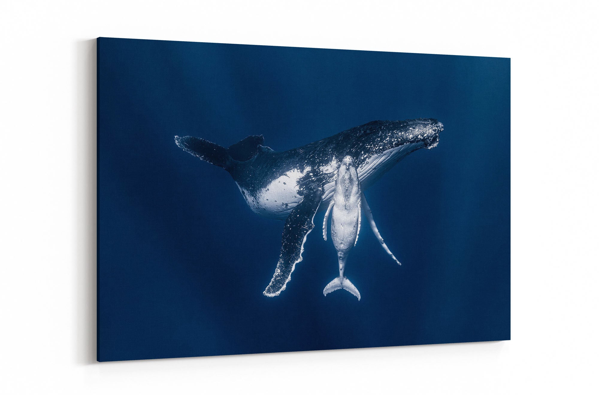 Mothers Embrace | Humpback Whales