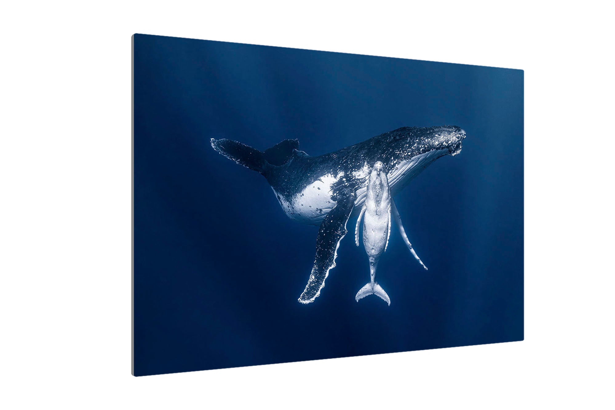 Mothers Embrace | Humpback Whales
