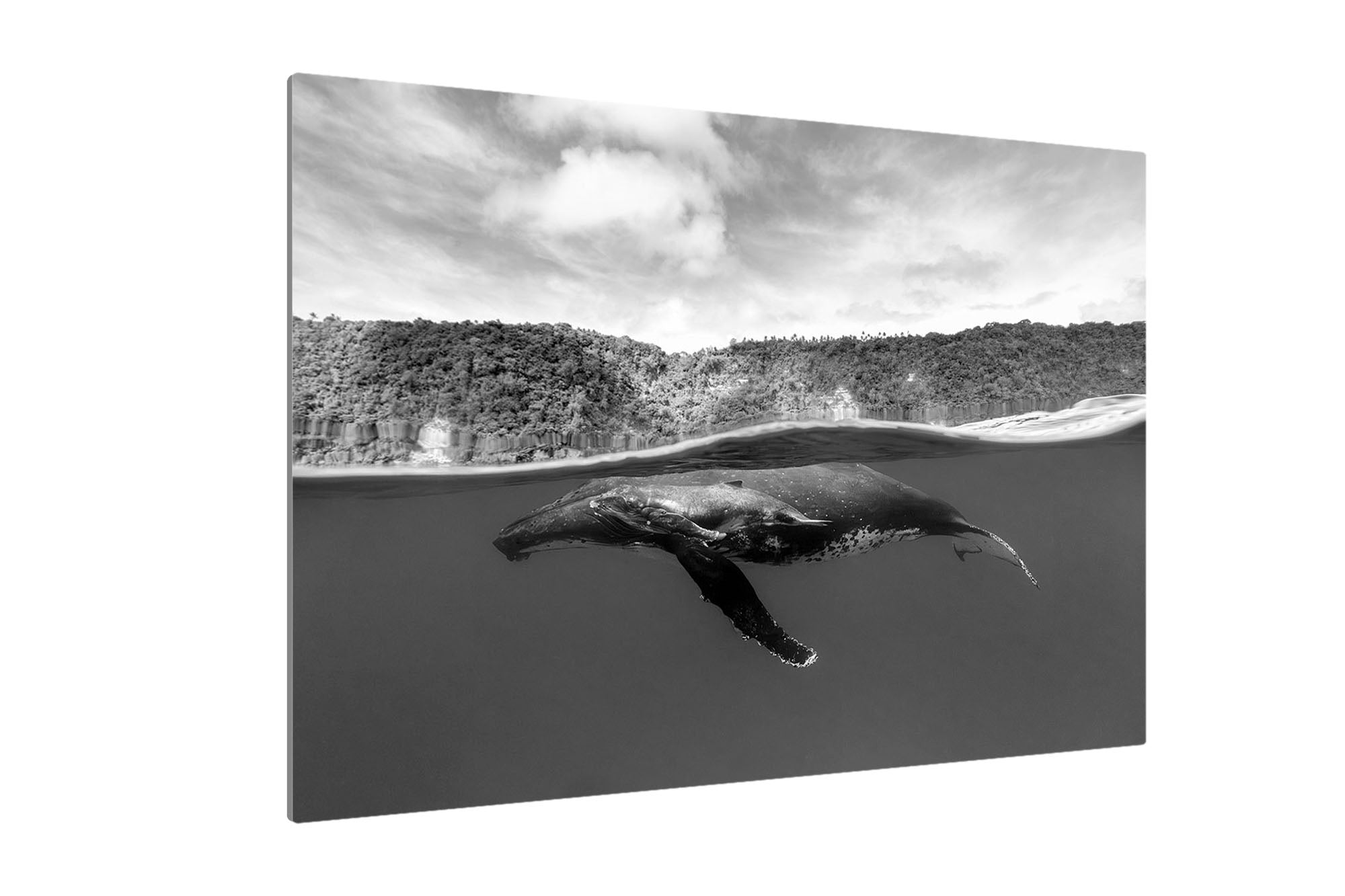 Humpback Whales Between Two Worlds | Monochrome
