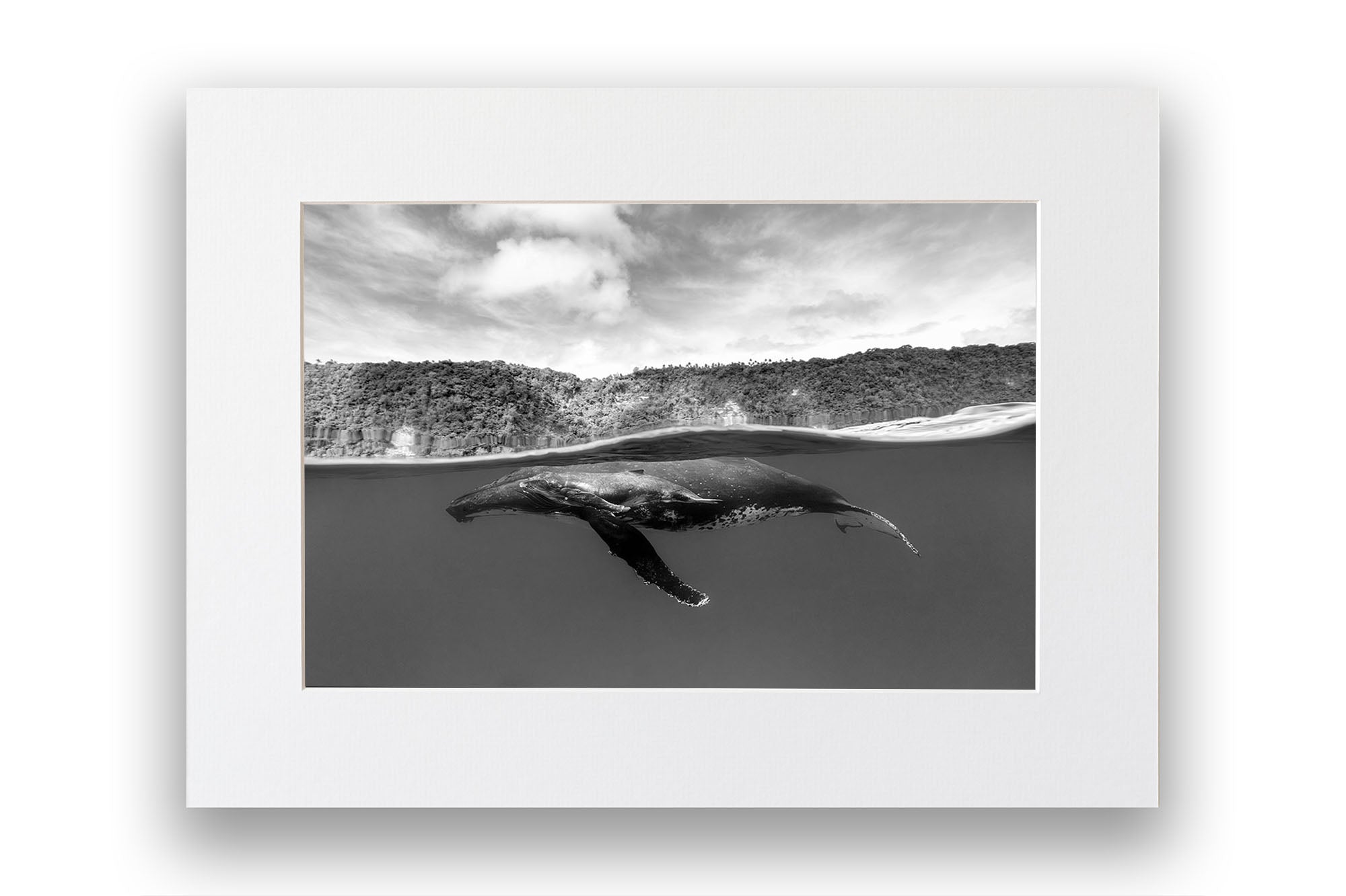 Humpback Whales Between Two Worlds | Monochrome