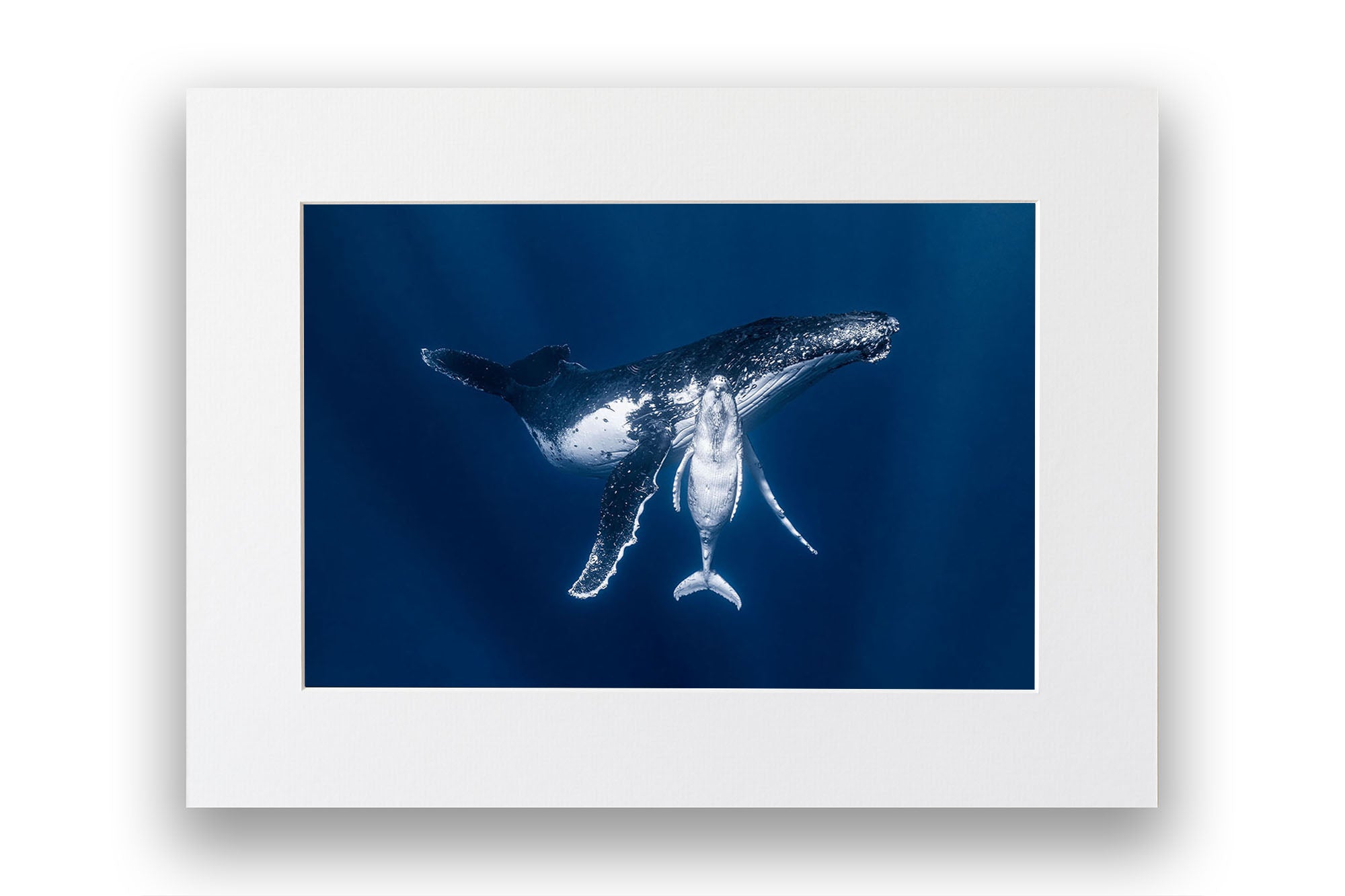 Mothers Embrace | Humpback Whales