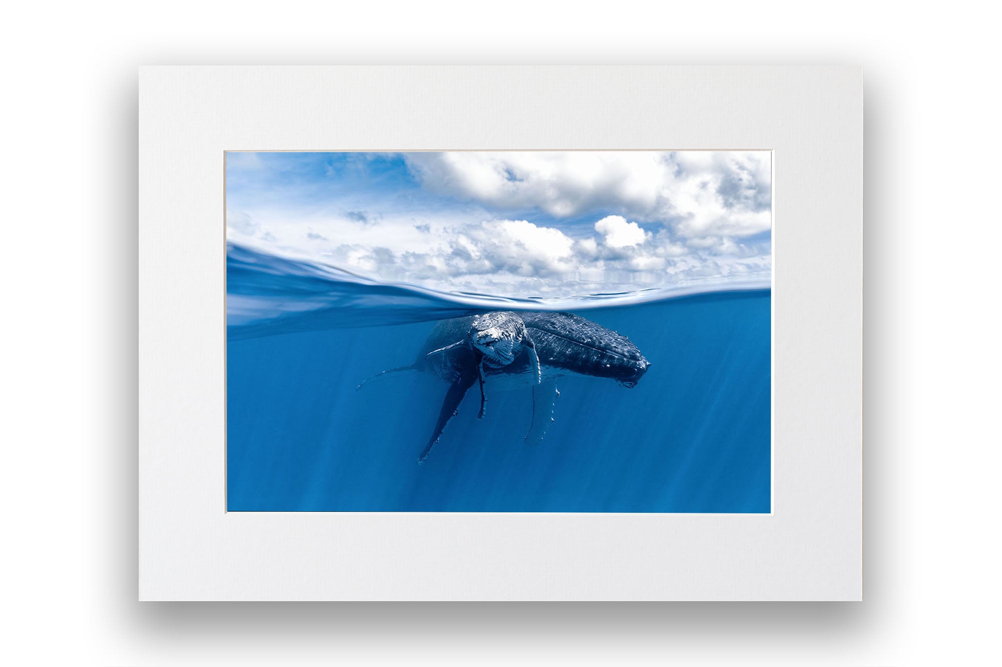 Mother and Calf Beneath The Clouds